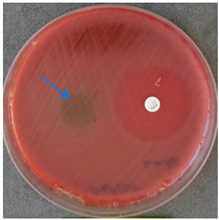 Molecules 28 05497 i004