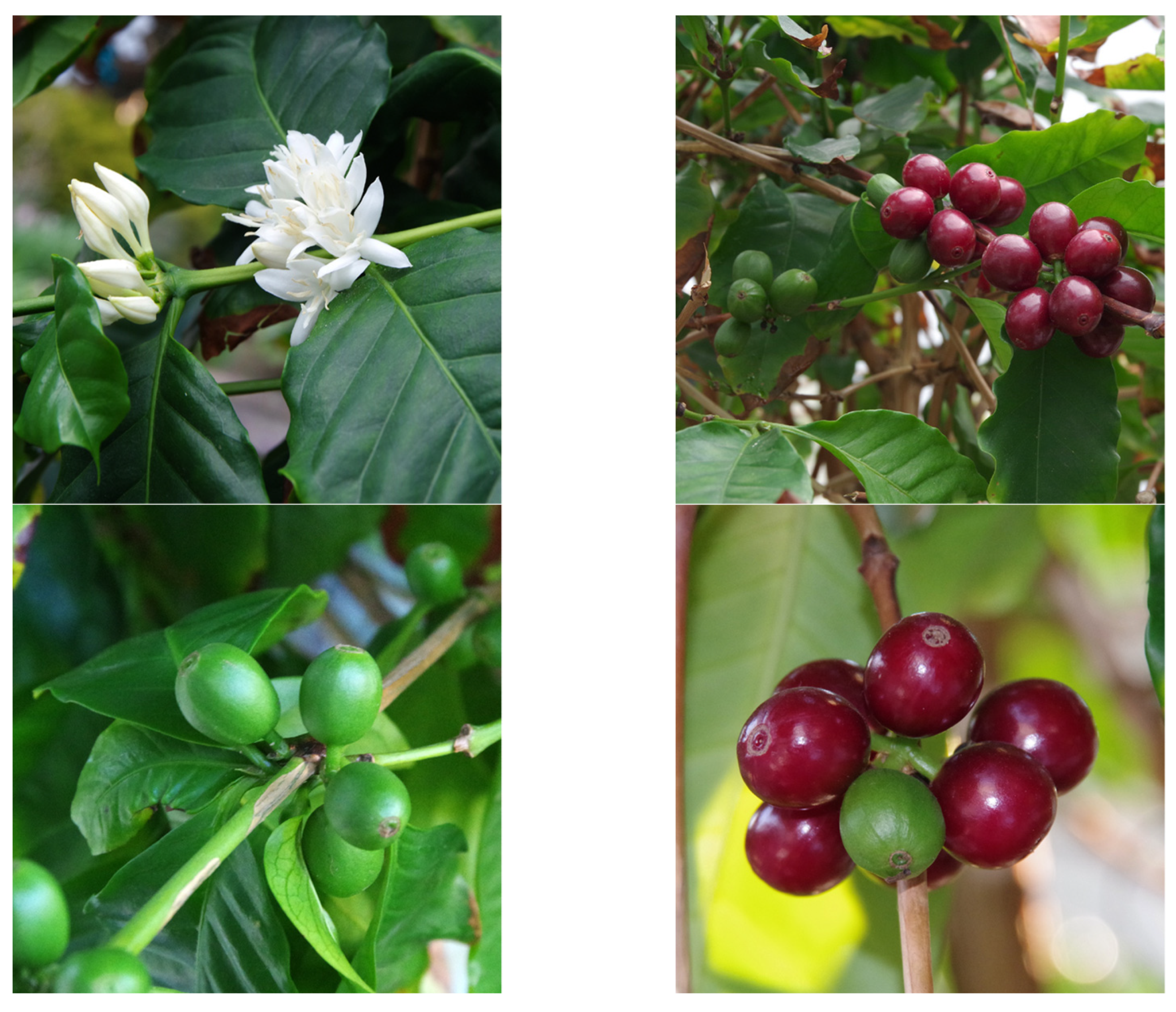 Molecules 28 05540 g002