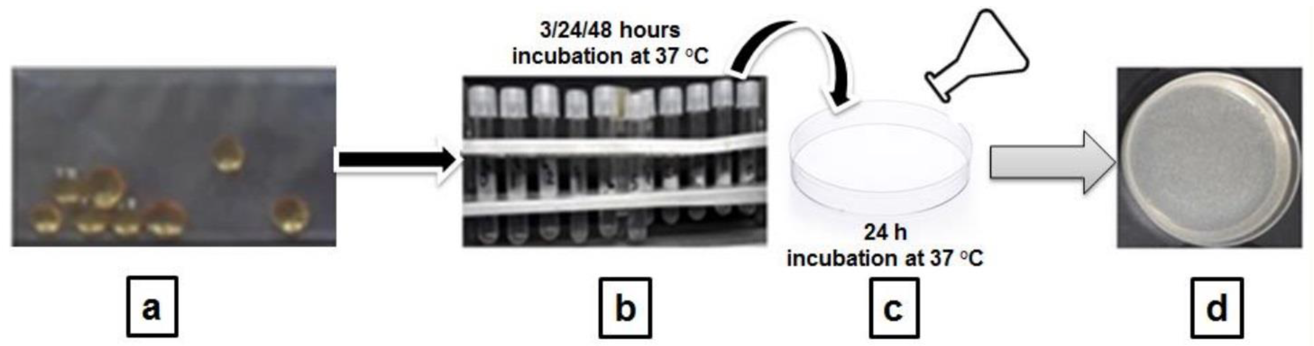Molecules 28 05650 sch002 Molecules 28 05650 sch002