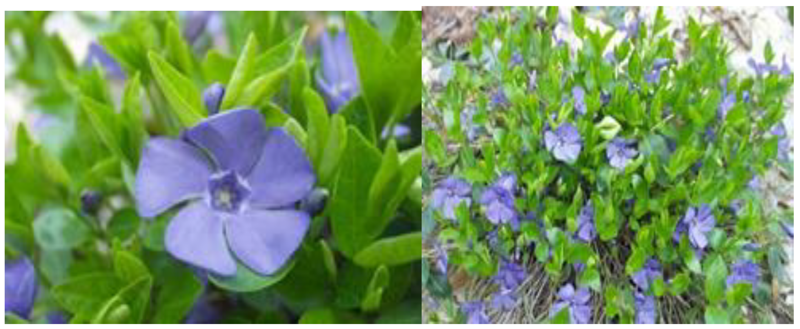 Molecules 28 05667 g003 Molecules 28 05667 g003