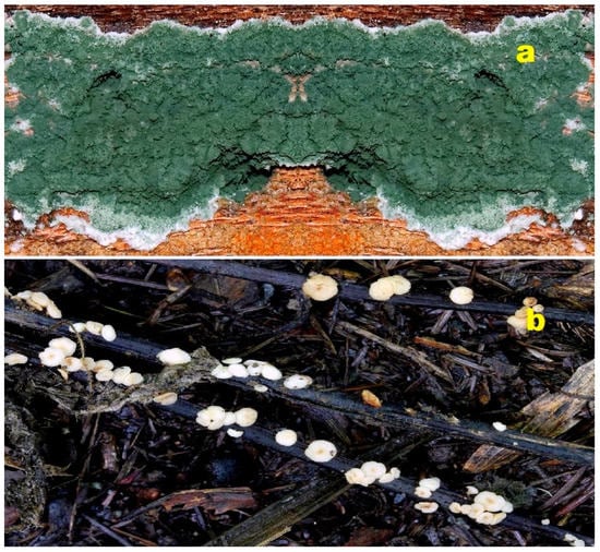 Molecules 28 05669 g004