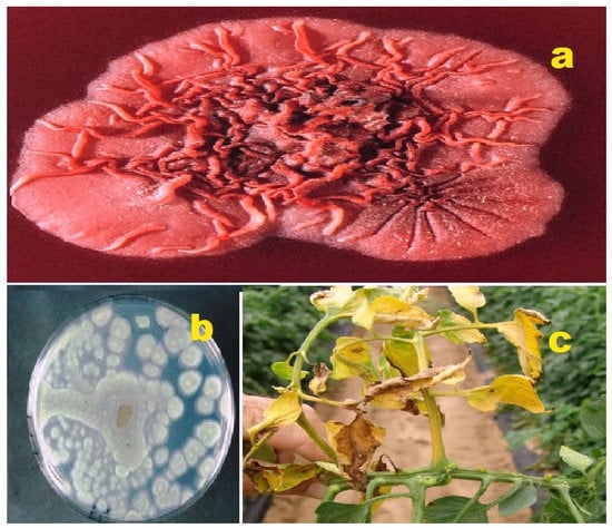 Molecules 28 05669 g005