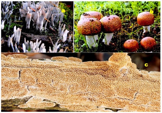 Molecules 28 05669 g012