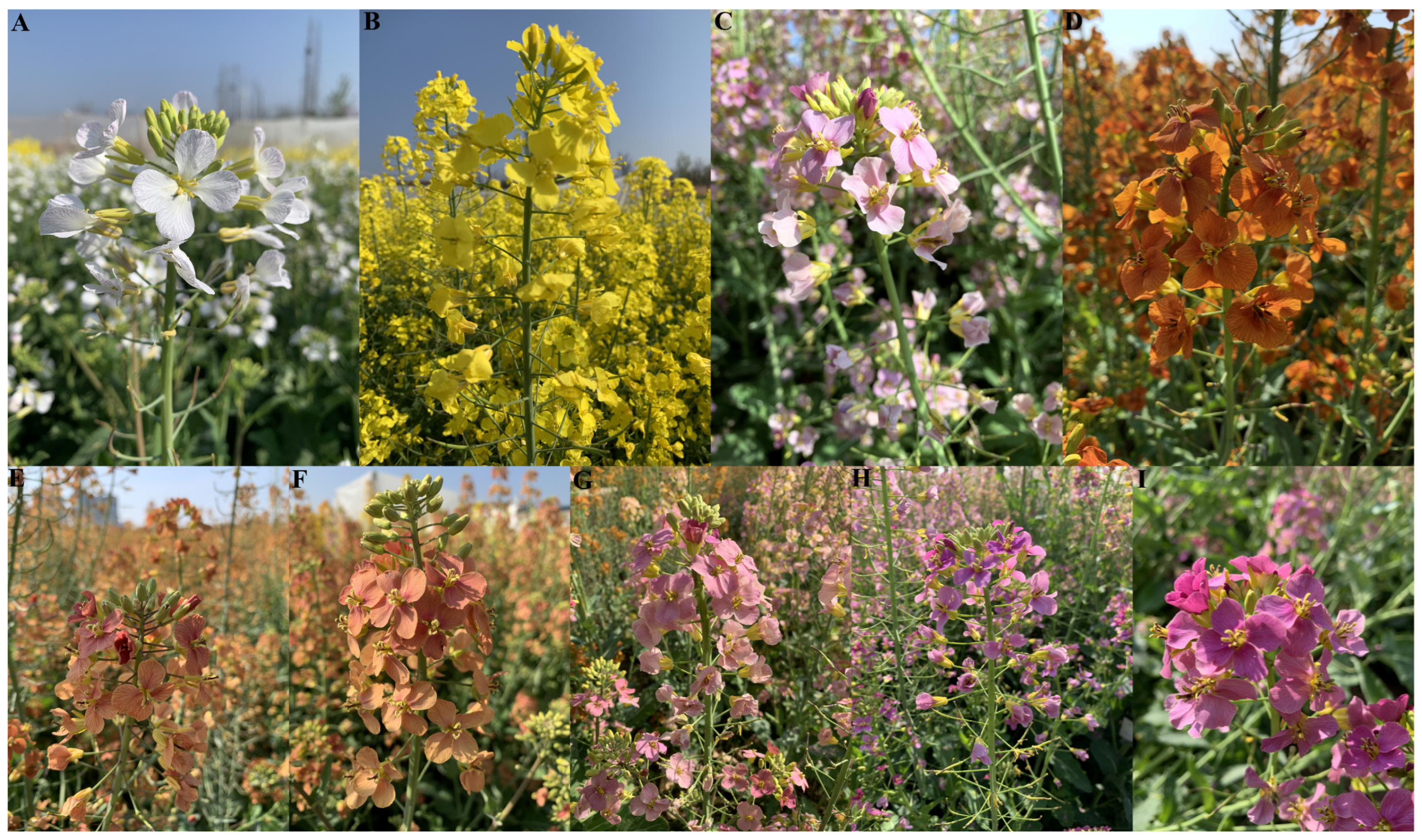 Molecules 28 05670 g006