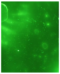 Molecules 28 05687 i013