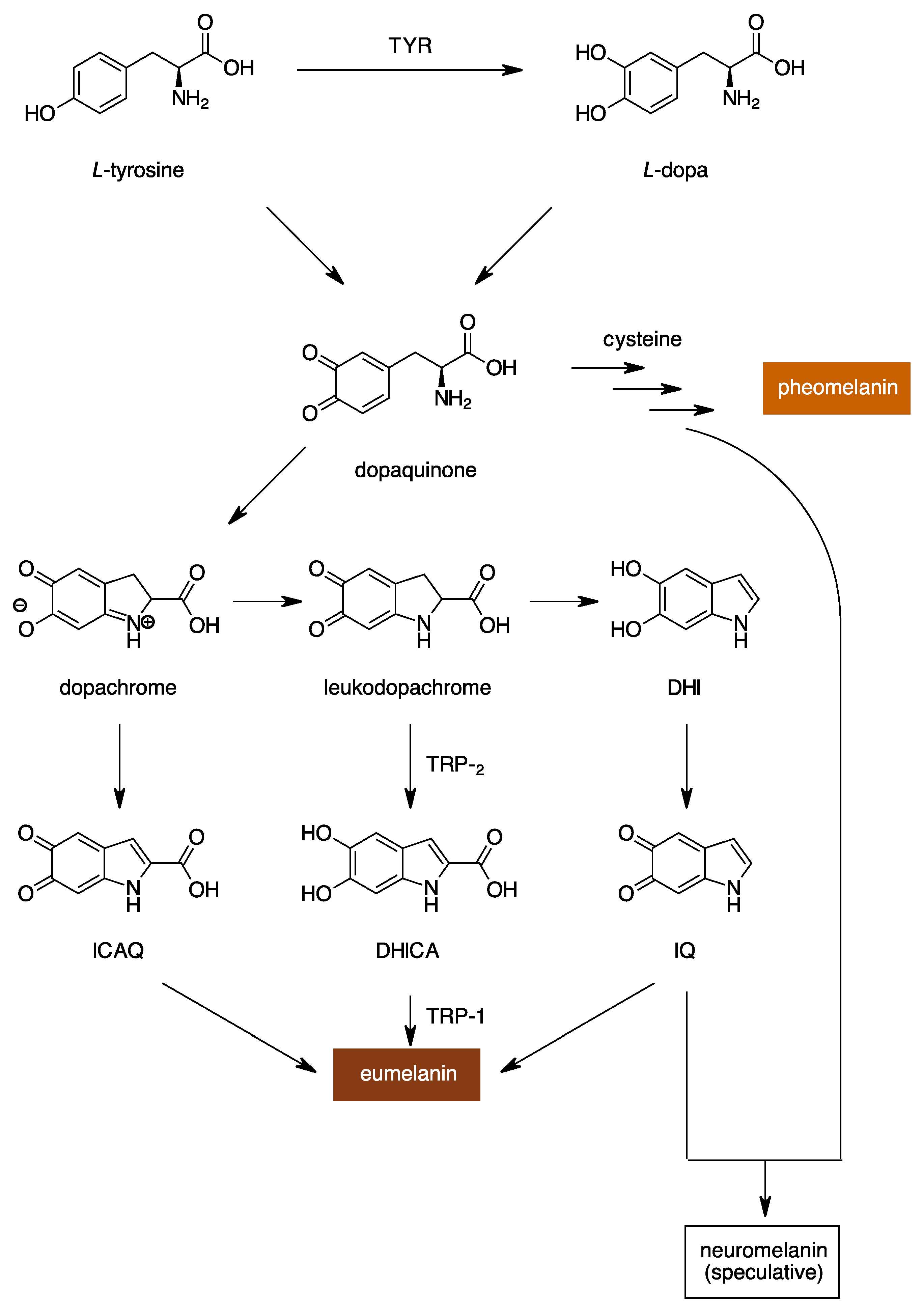Molecules 28 05762 g001