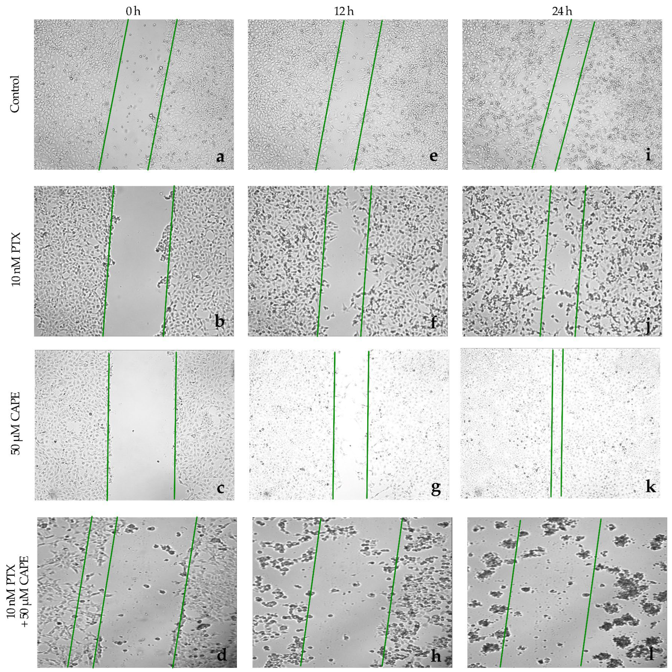 Molecules 28 05813 g012