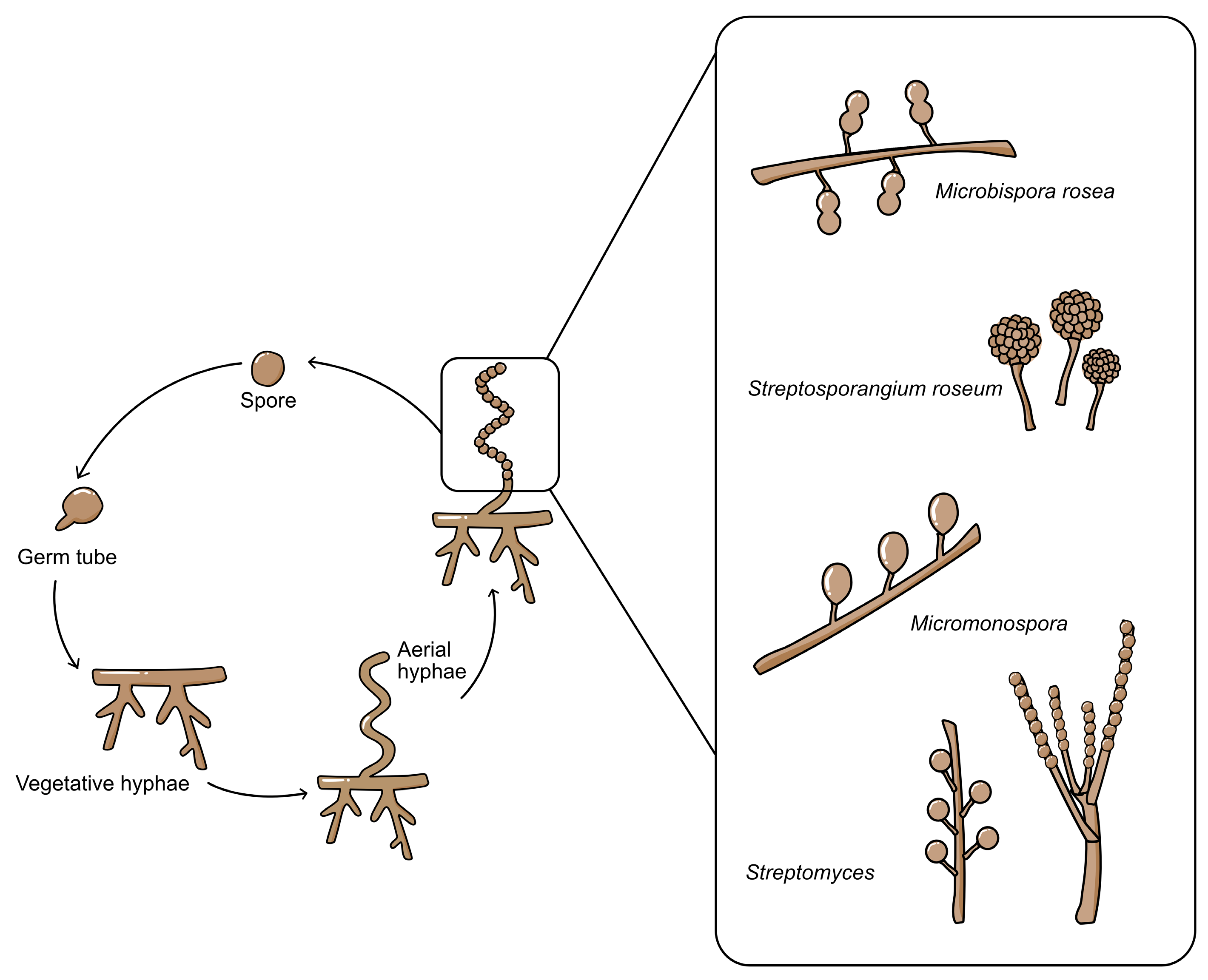 Molecules 28 05915 g001