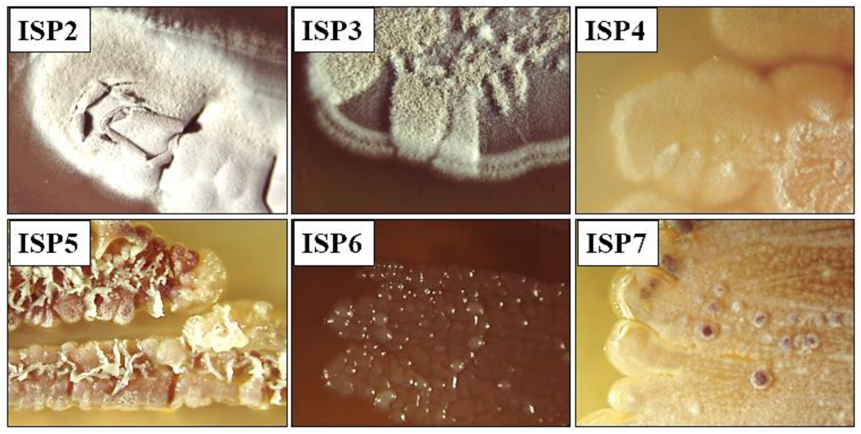 Molecules 28 05977 g001 Molecules 28 05977 g001