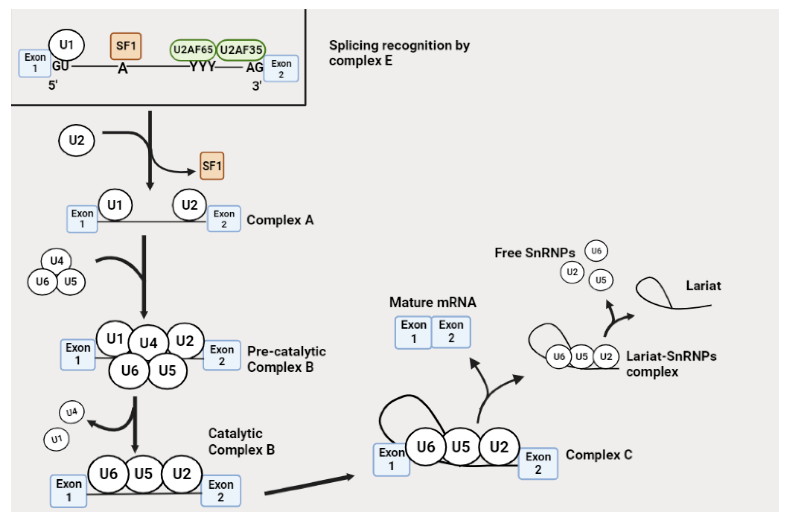 Molecules 28 05984 g001