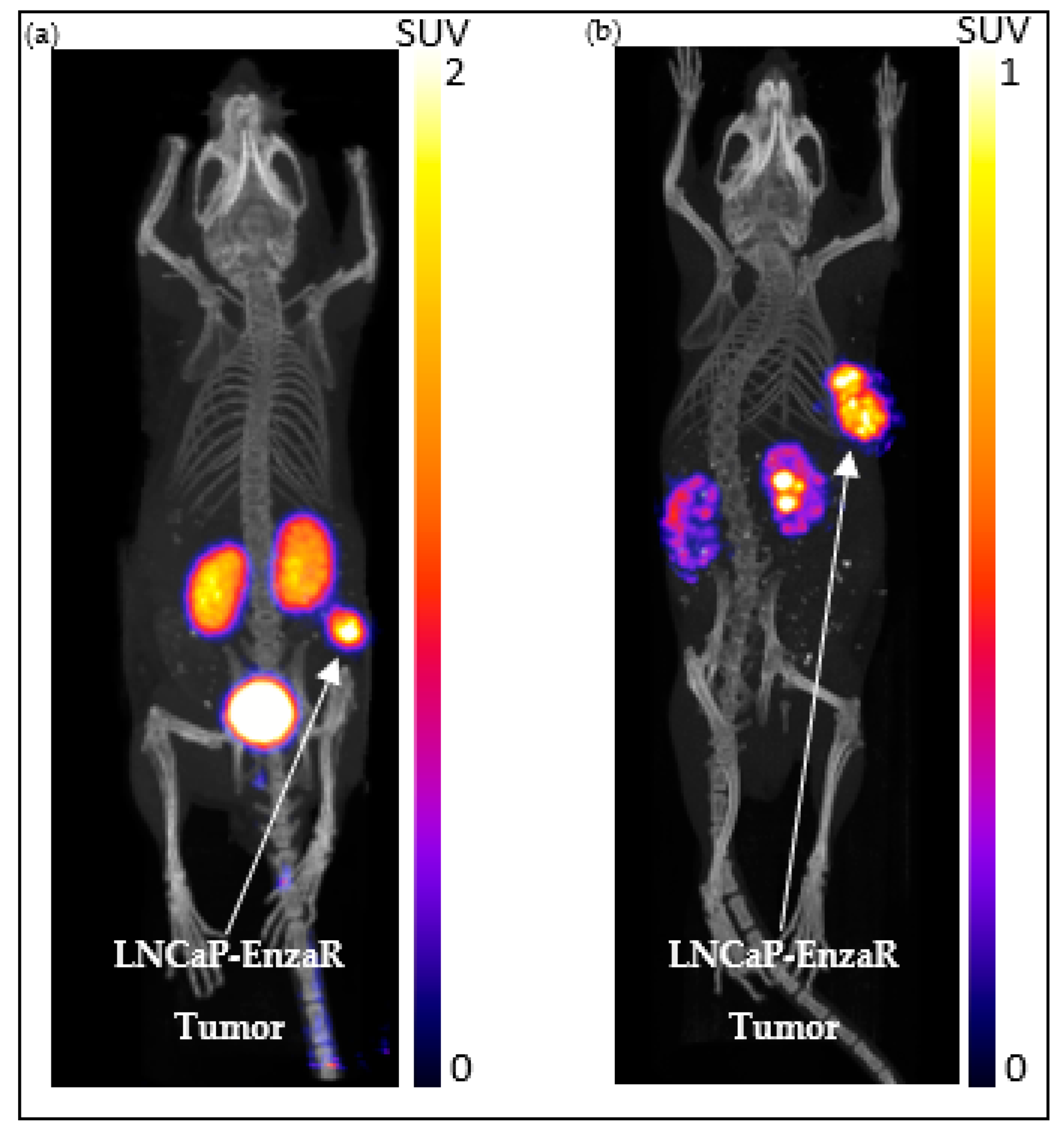 Molecules 28 06041 g014