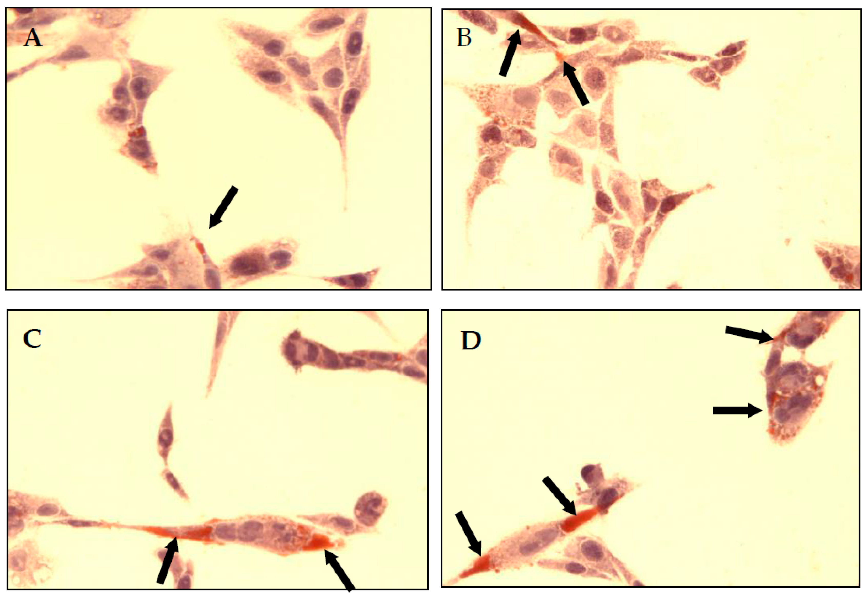 Molecules 28 06065 g003