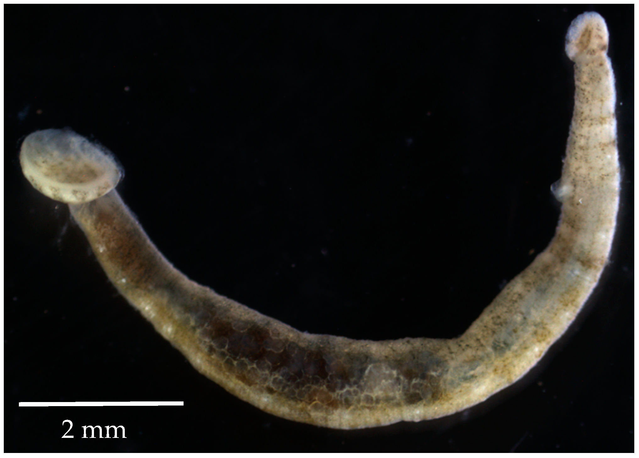 Molecules 28 06075 g001 Molecules 28 06075 g001
