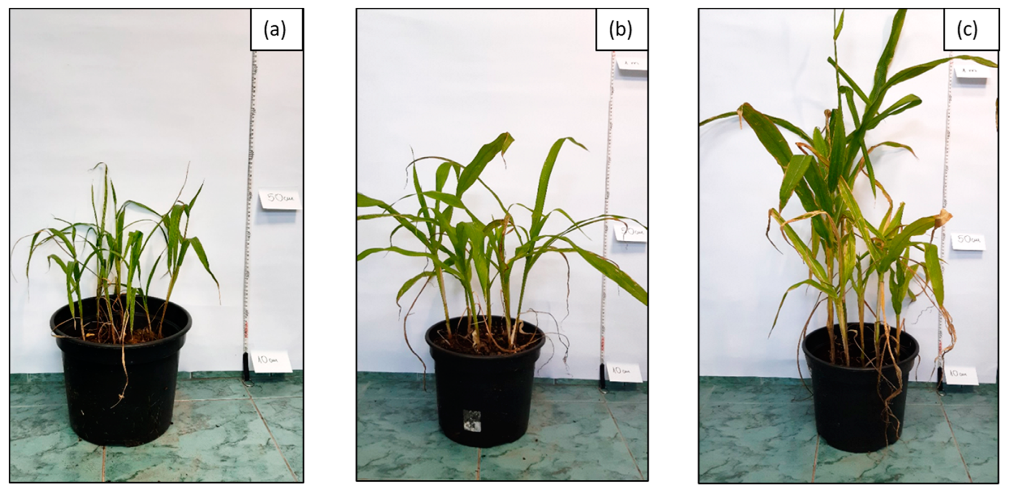 Molecules 28 06104 g006
