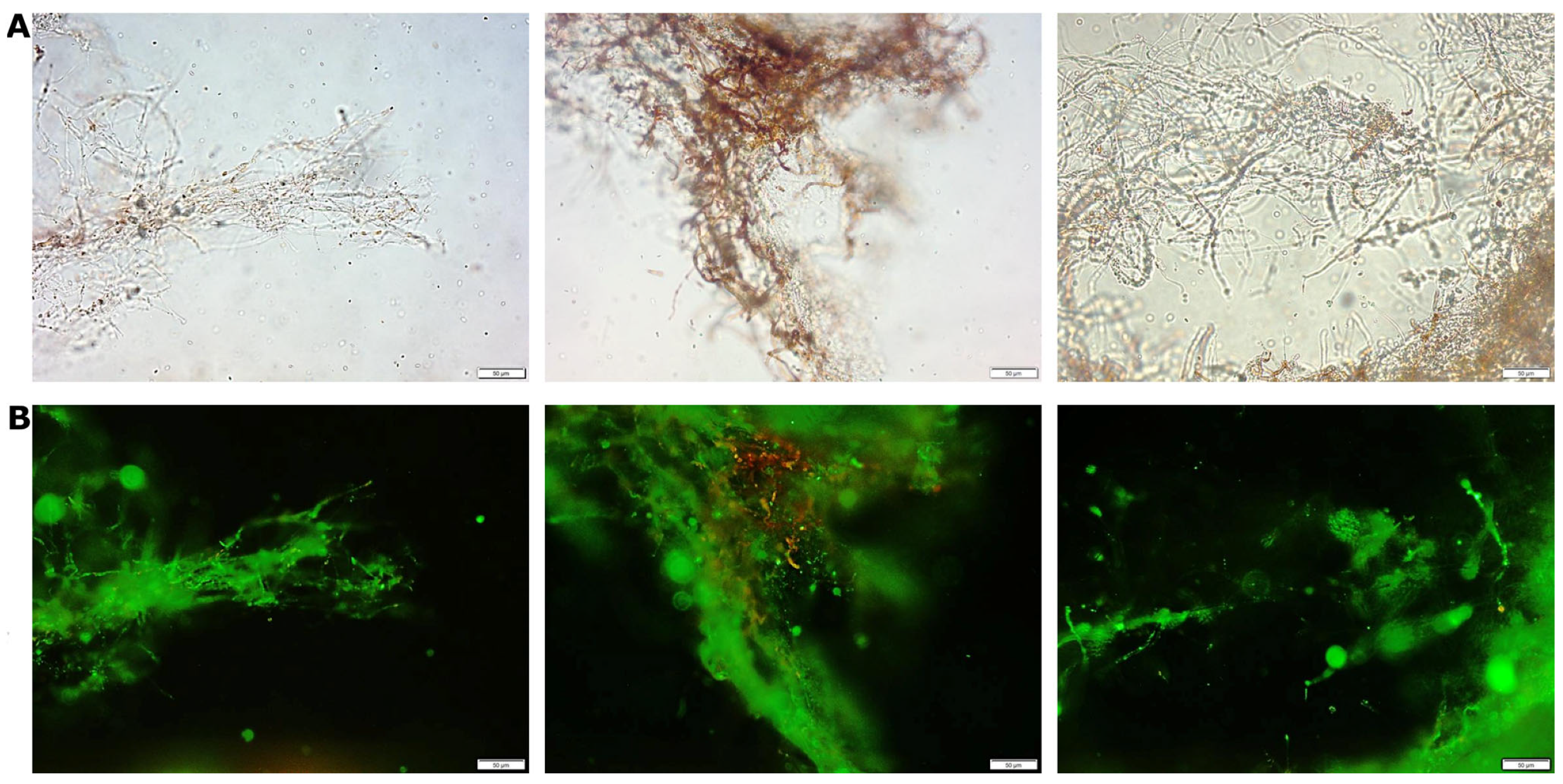 Molecules 28 06120 g001 Molecules 28 06120 g001