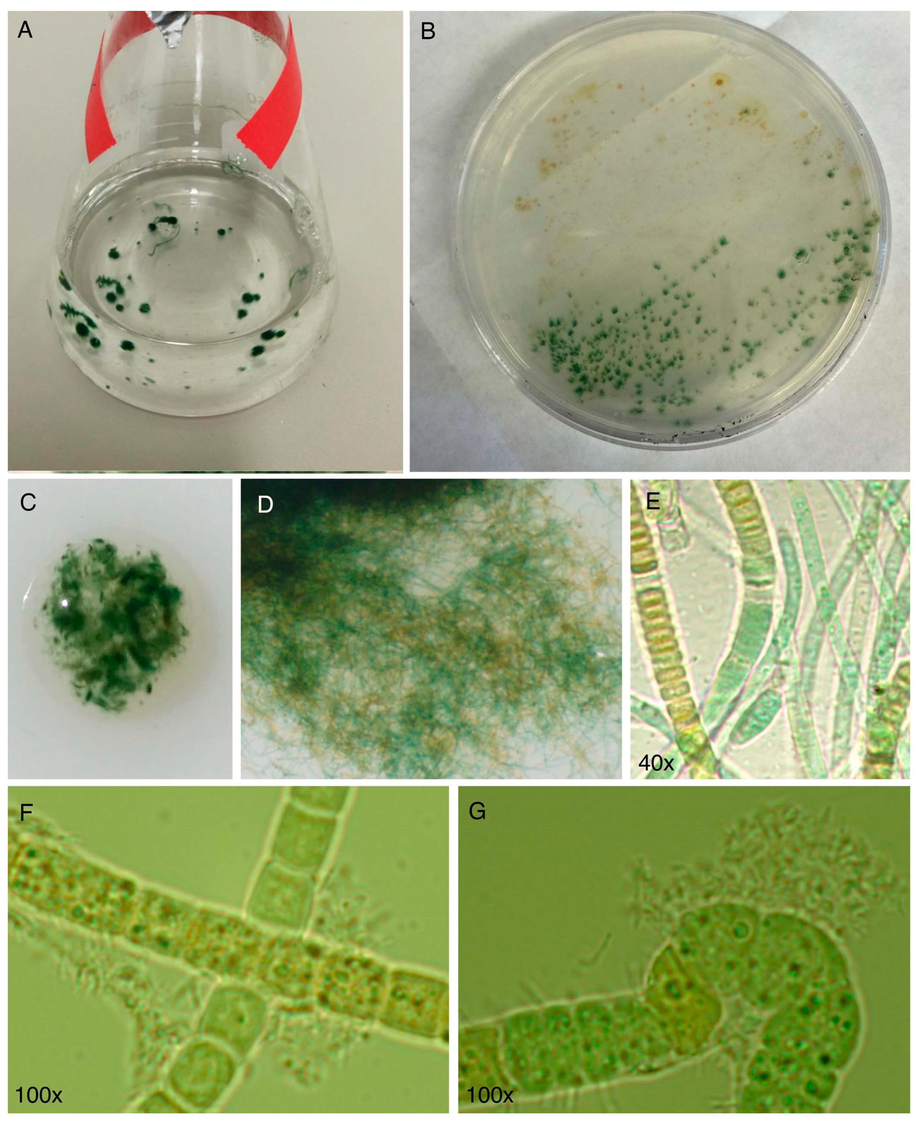 Molecules 28 06132 g014