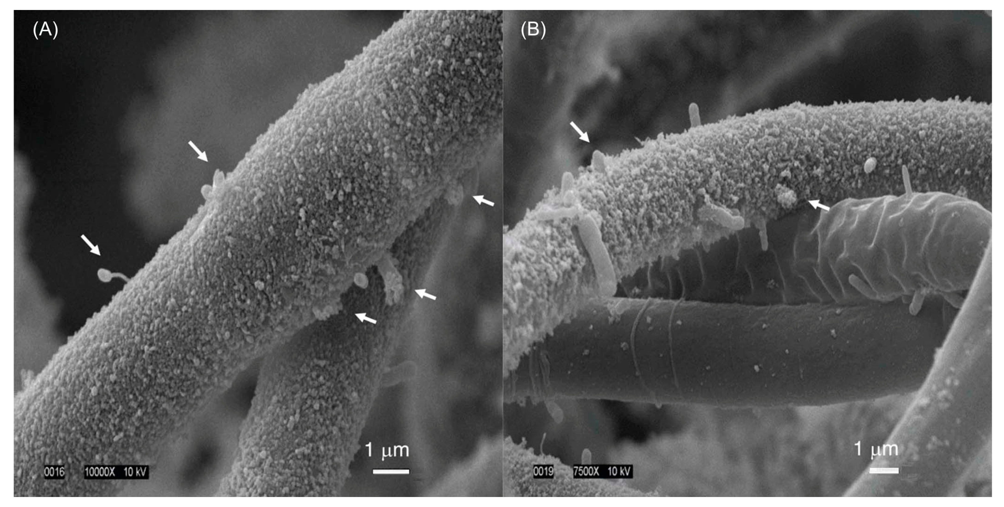 Molecules 28 06132 g018