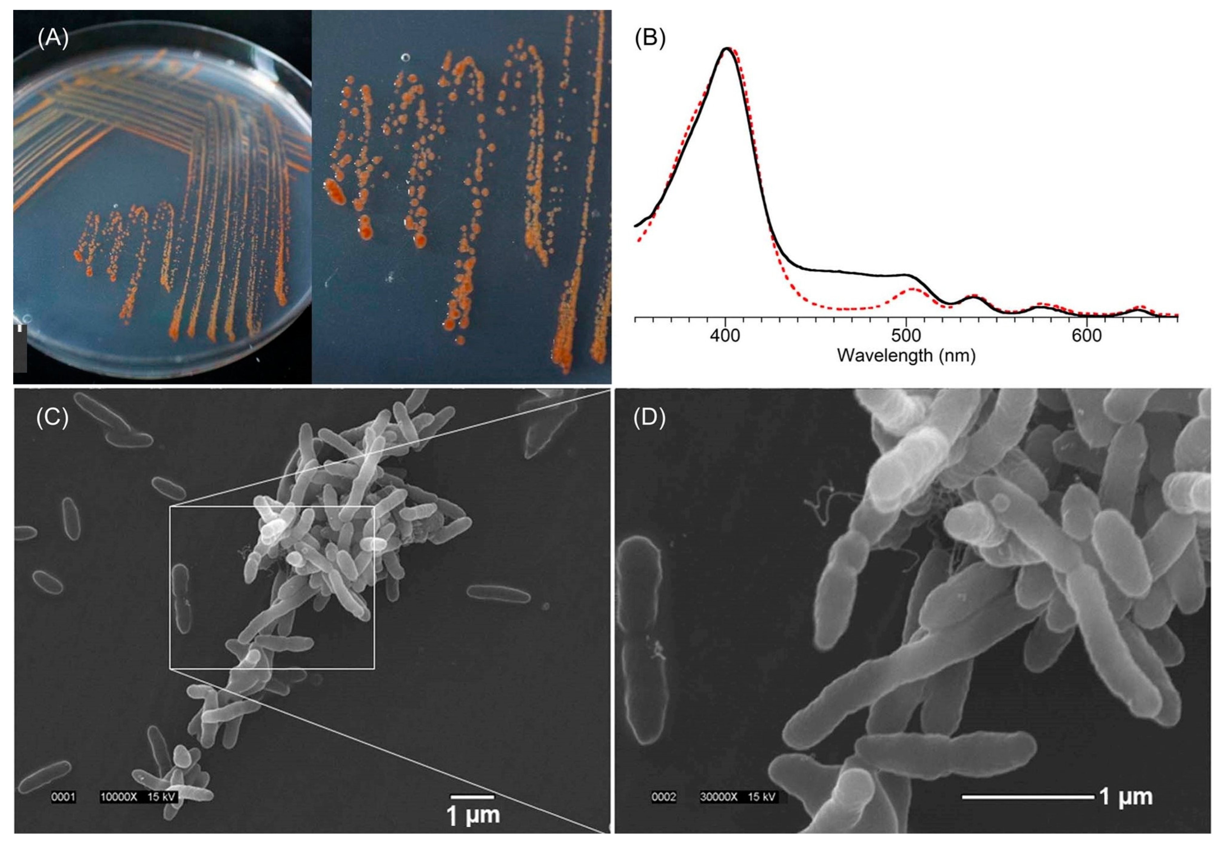Molecules 28 06132 g019
