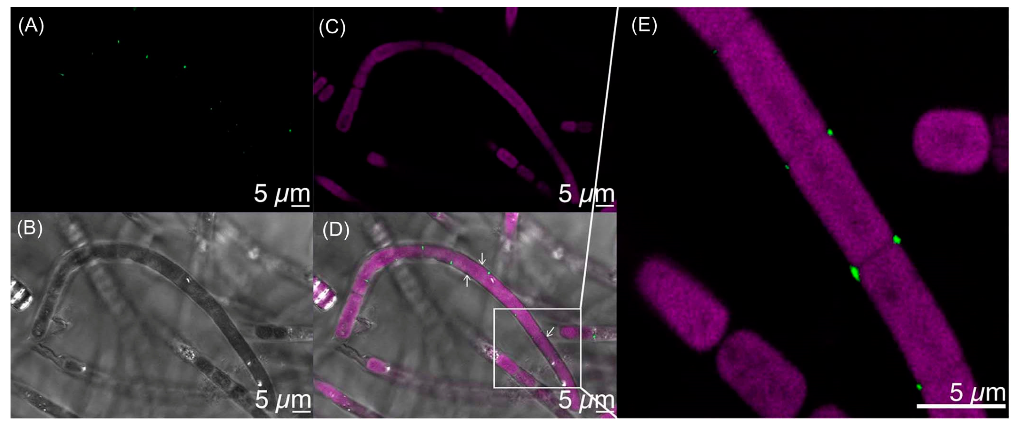 Molecules 28 06132 g020