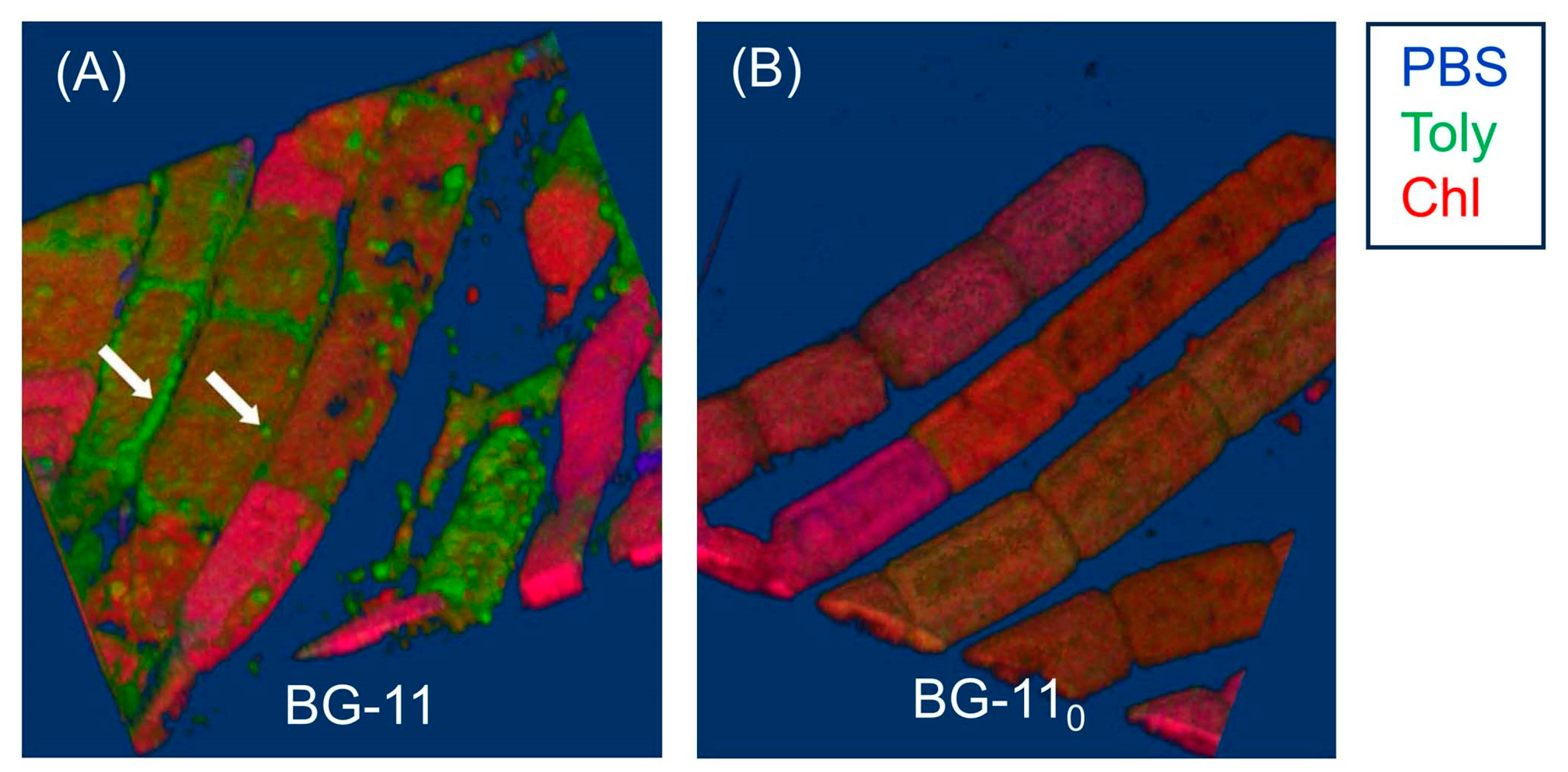Molecules 28 06132 g025
