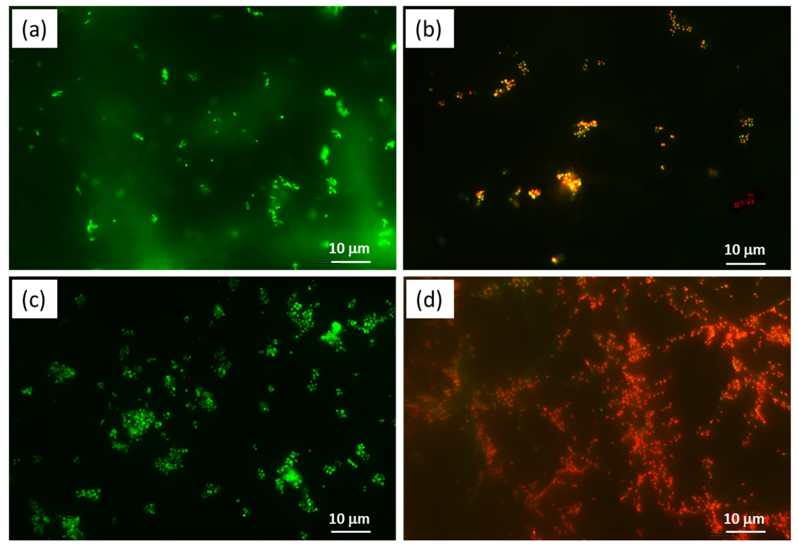 Molecules 28 06160 g004 Molecules 28 06160 g004