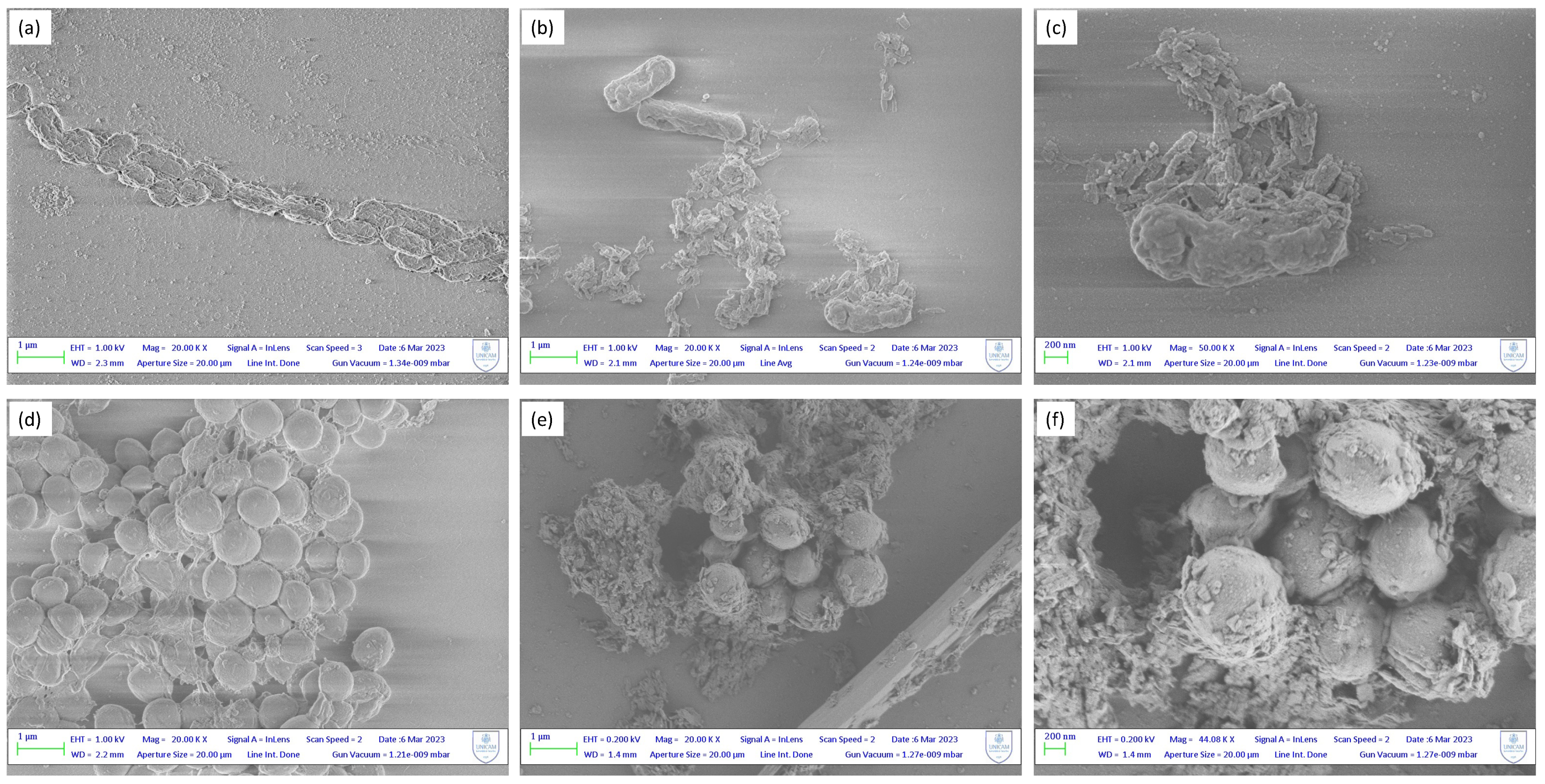 Molecules 28 06160 g005 Molecules 28 06160 g005