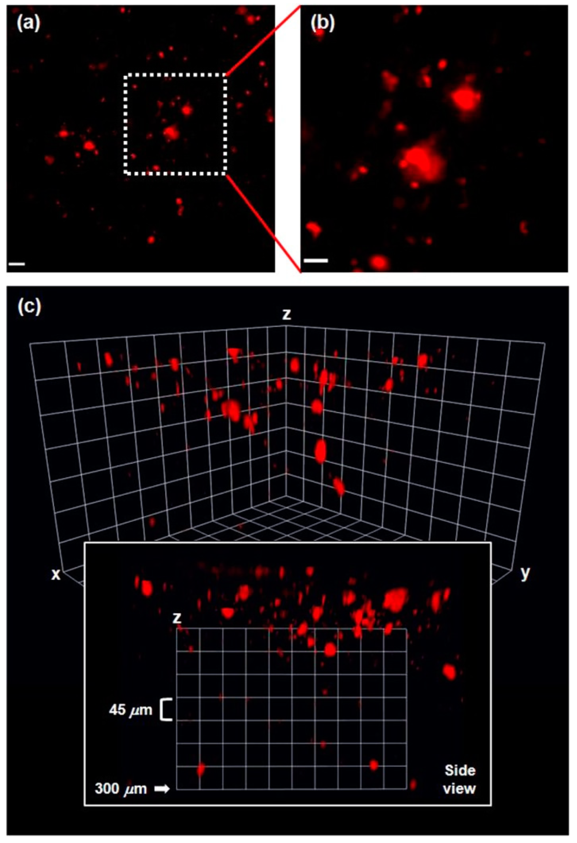 Molecules 28 06184 g004