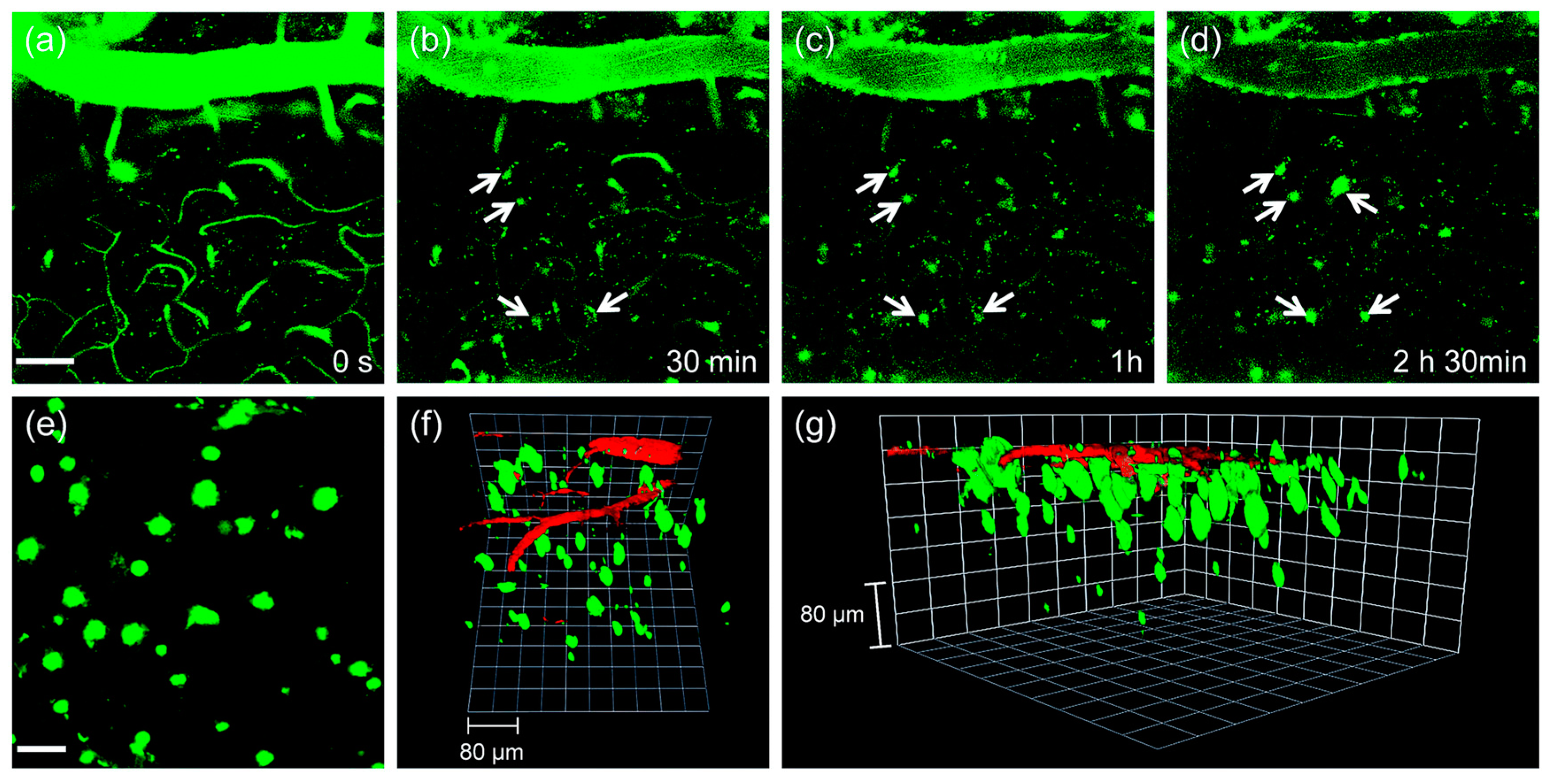 Molecules 28 06184 g008