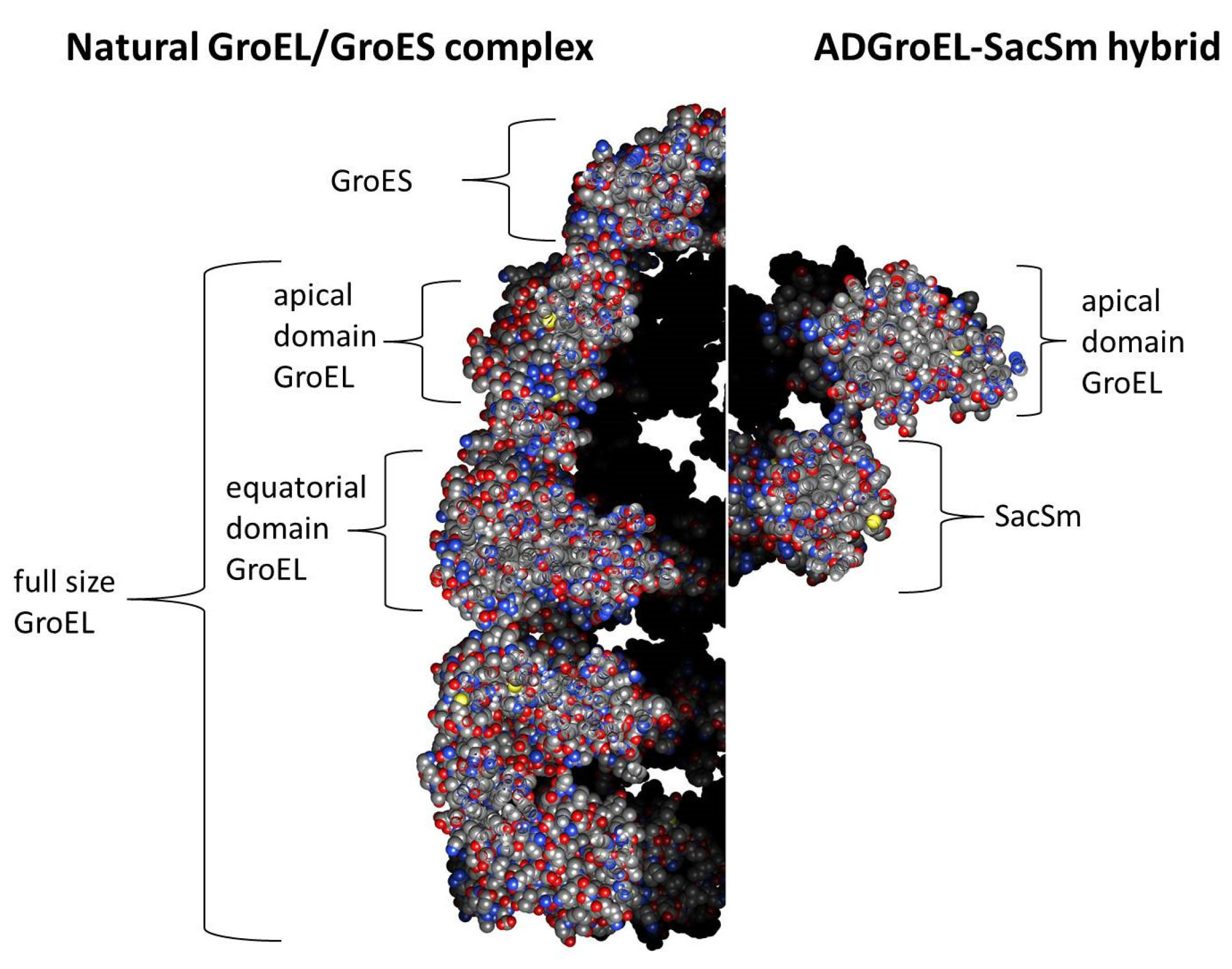 Molecules 28 06196 g004