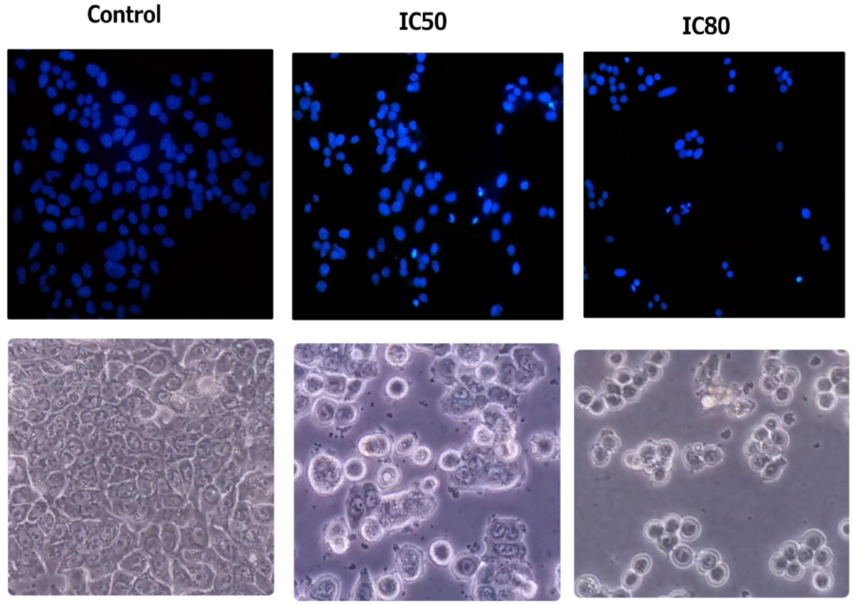 Molecules 28 06208 g009