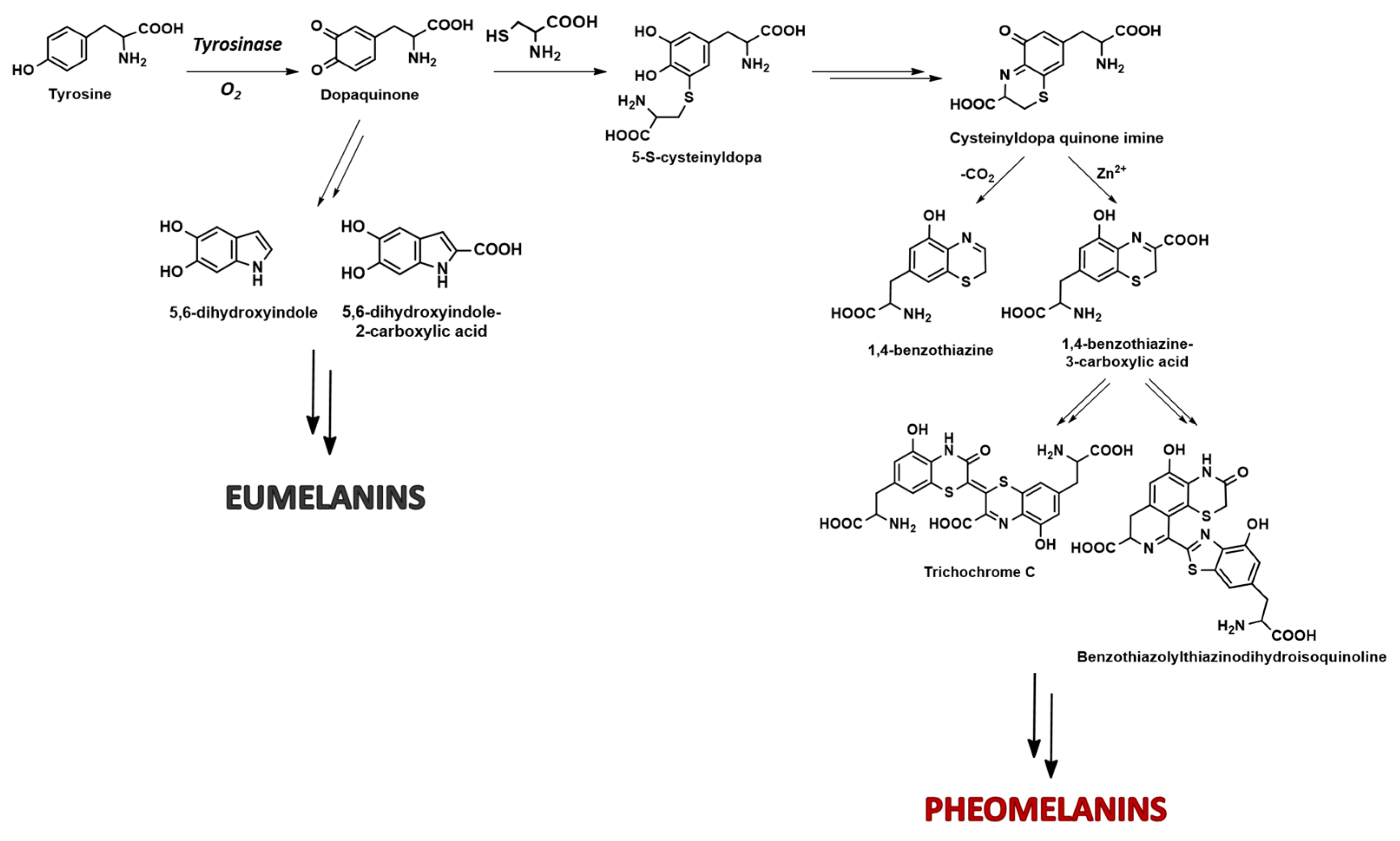 Molecules 28 06237 g001