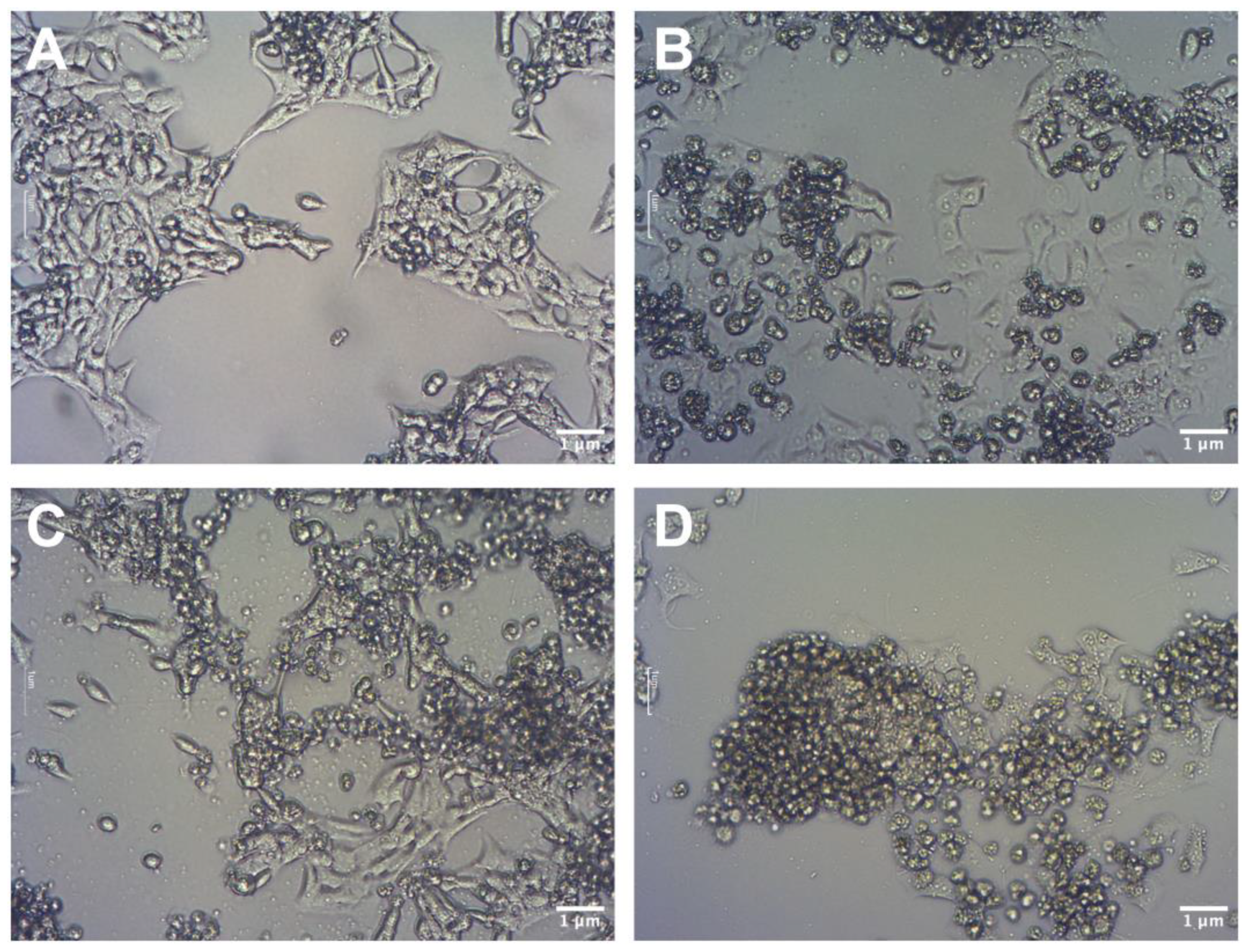 Molecules 28 06253 g005