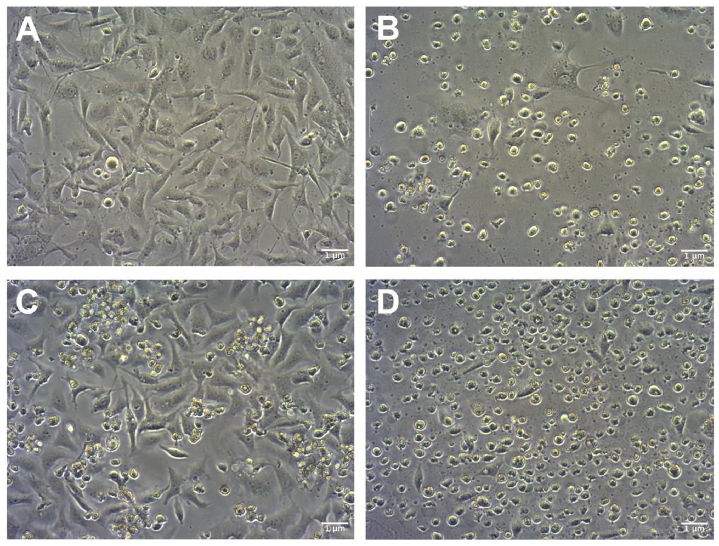 Molecules 28 06253 g006