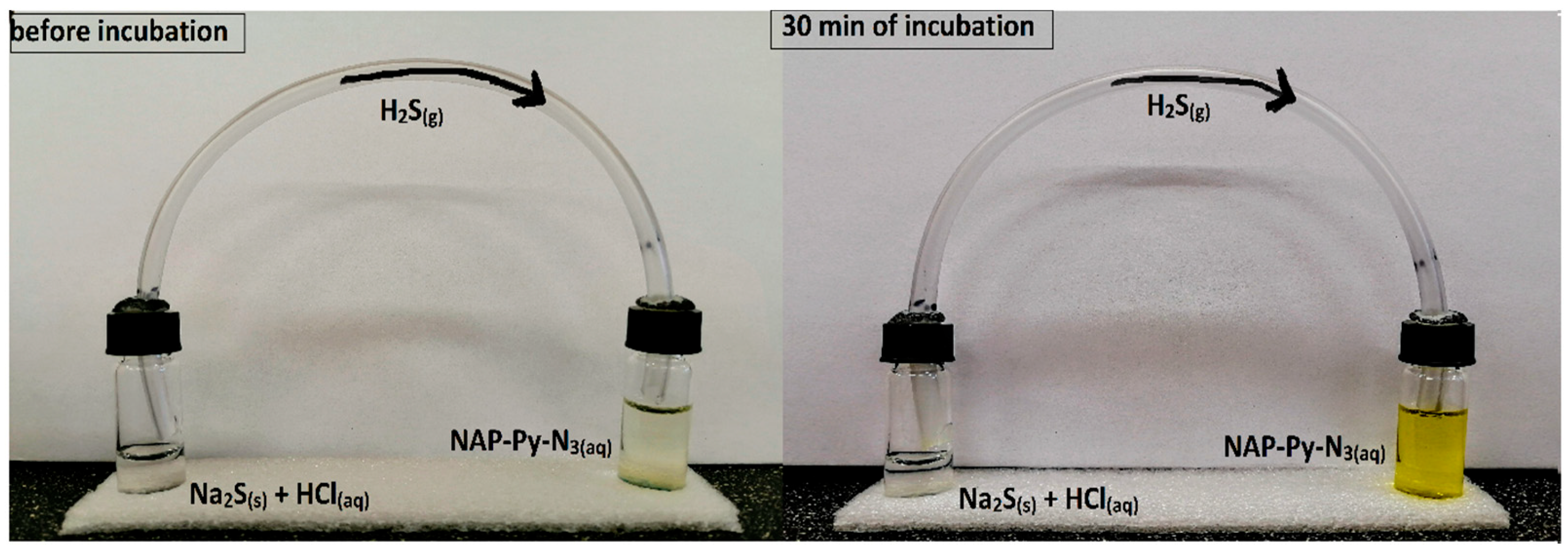Molecules 28 06299 g008