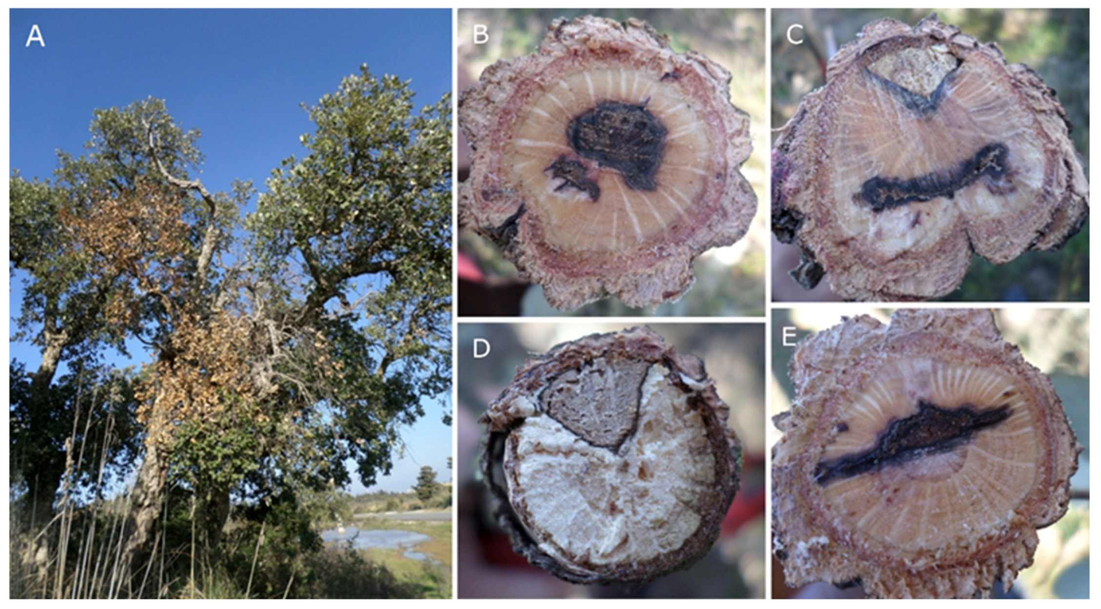 Molecules 28 06302 g001