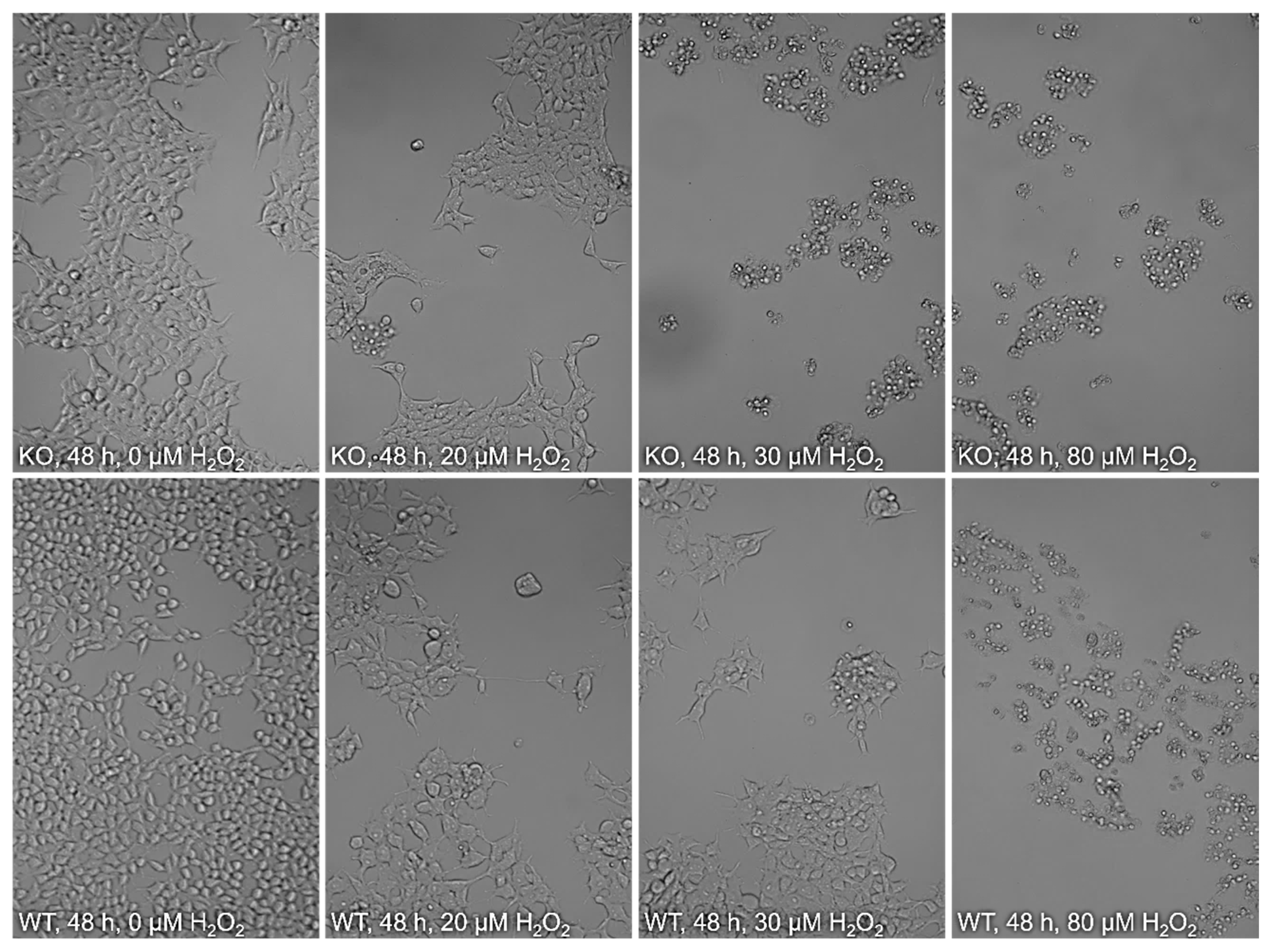 Molecules 28 06384 g004