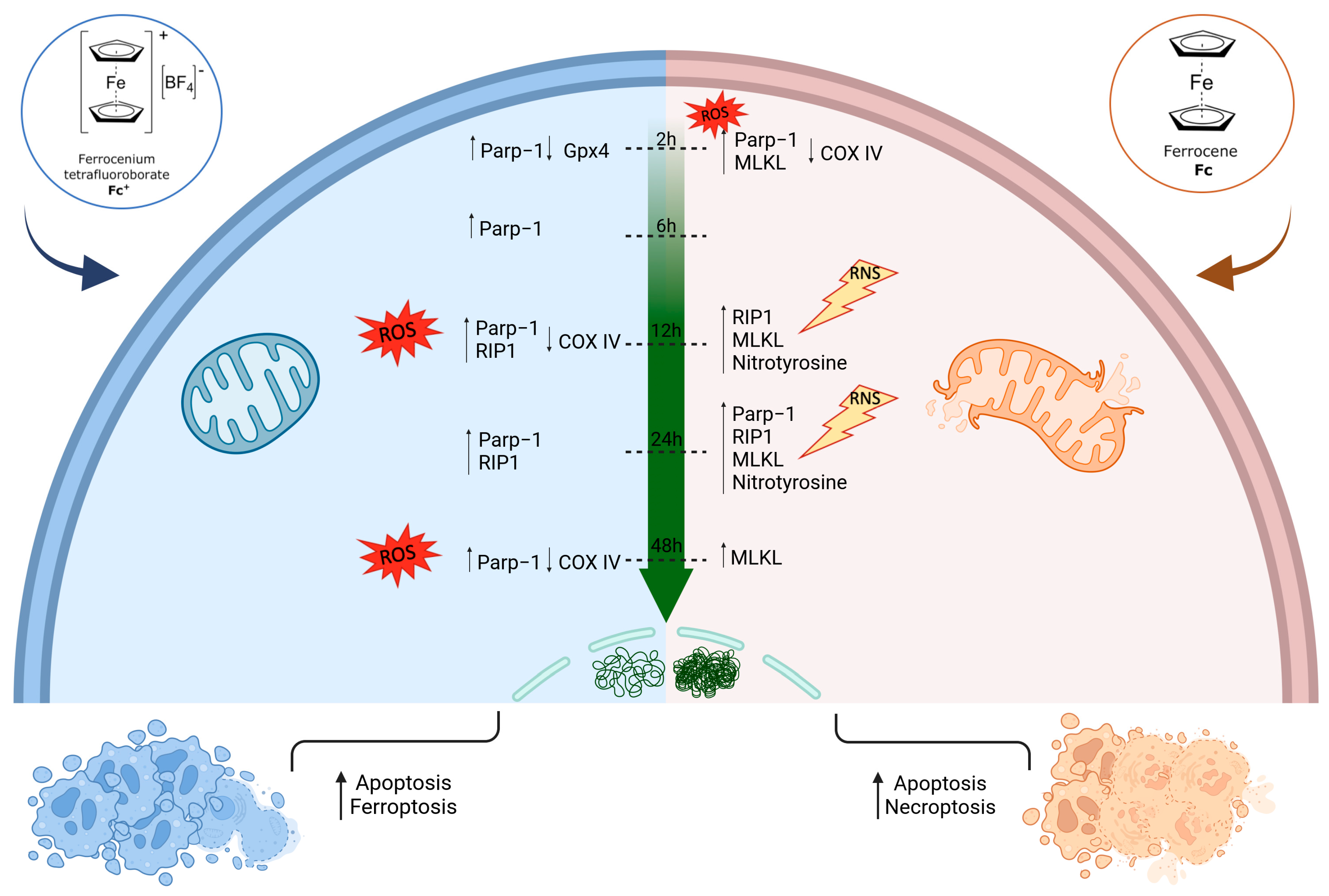Molecules 28 06469 g014