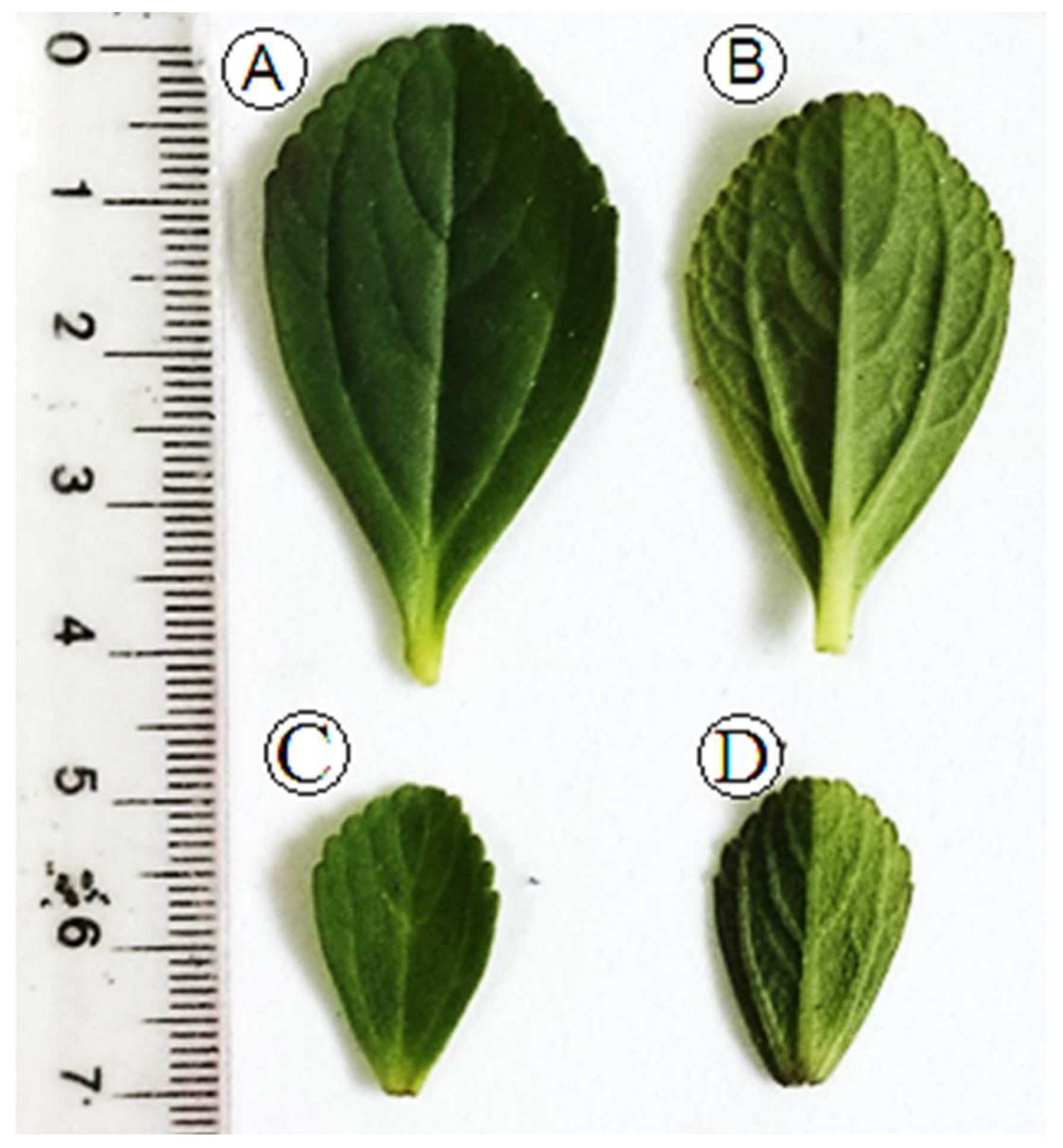 Molecules 28 06482 g001