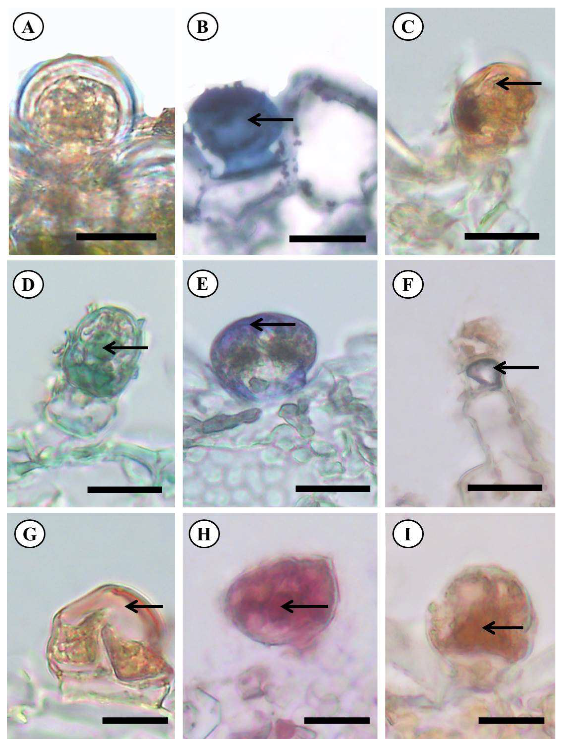 Molecules 28 06482 g004