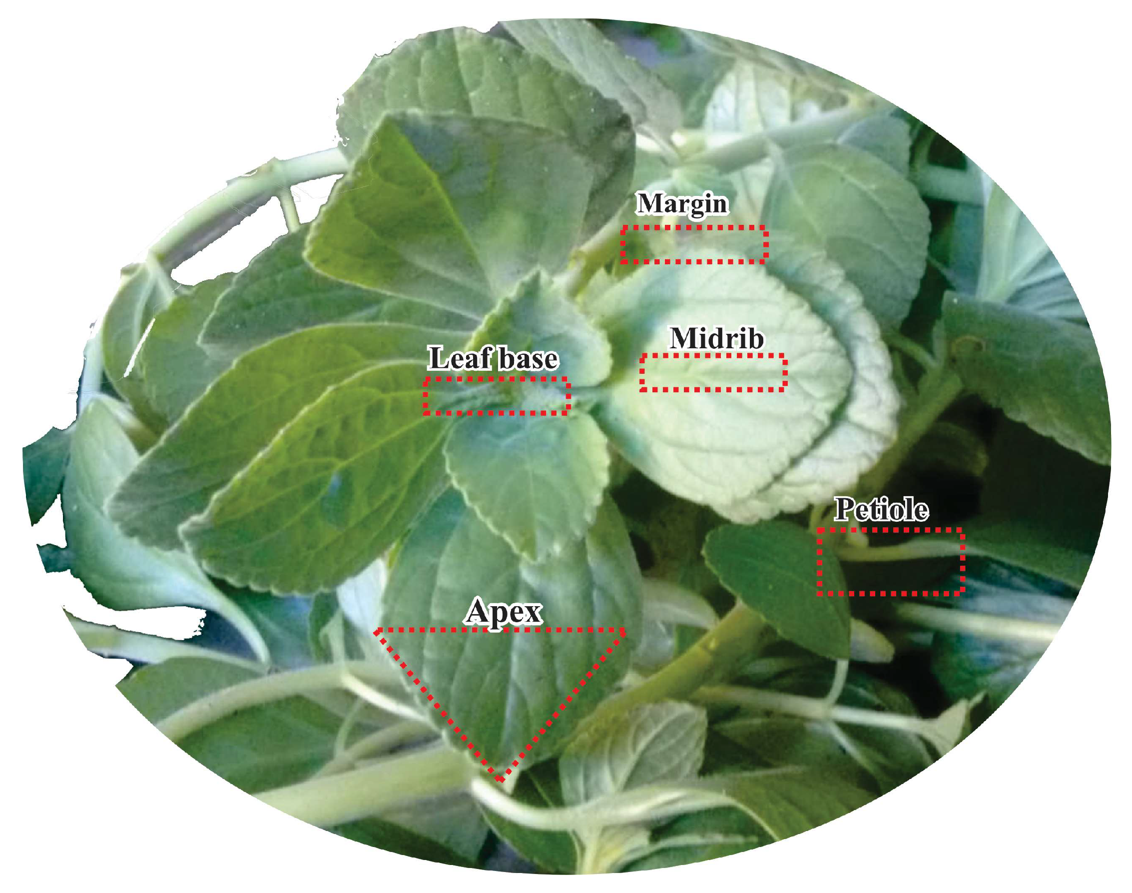 Molecules 28 06482 g005