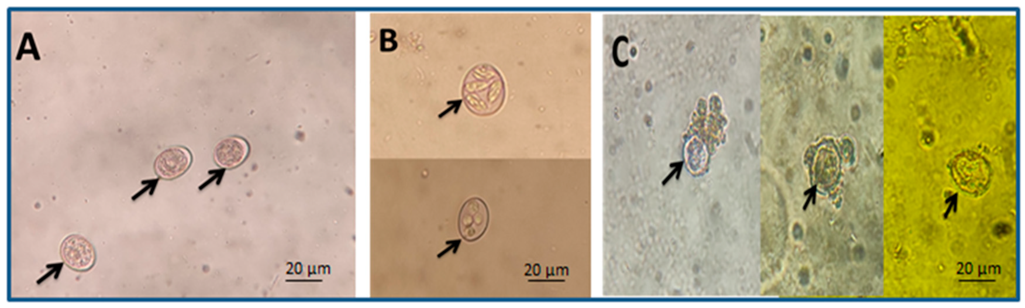 Molecules 28 06621 g002