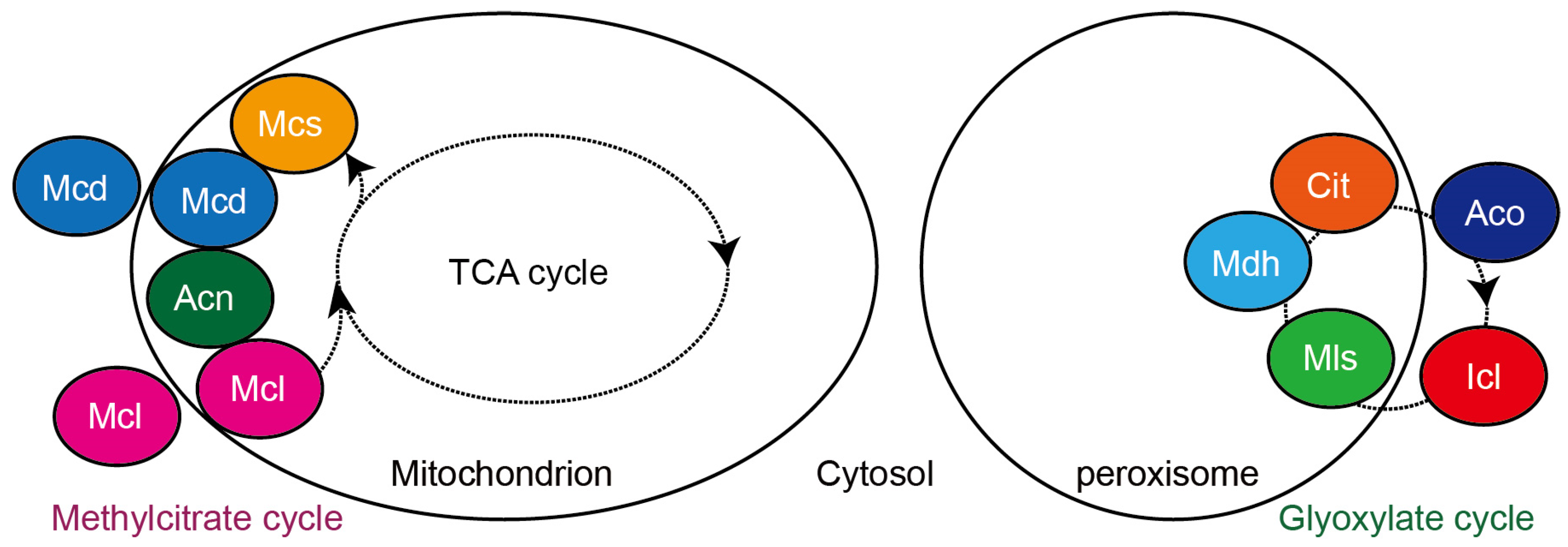 Molecules 28 06667 g004
