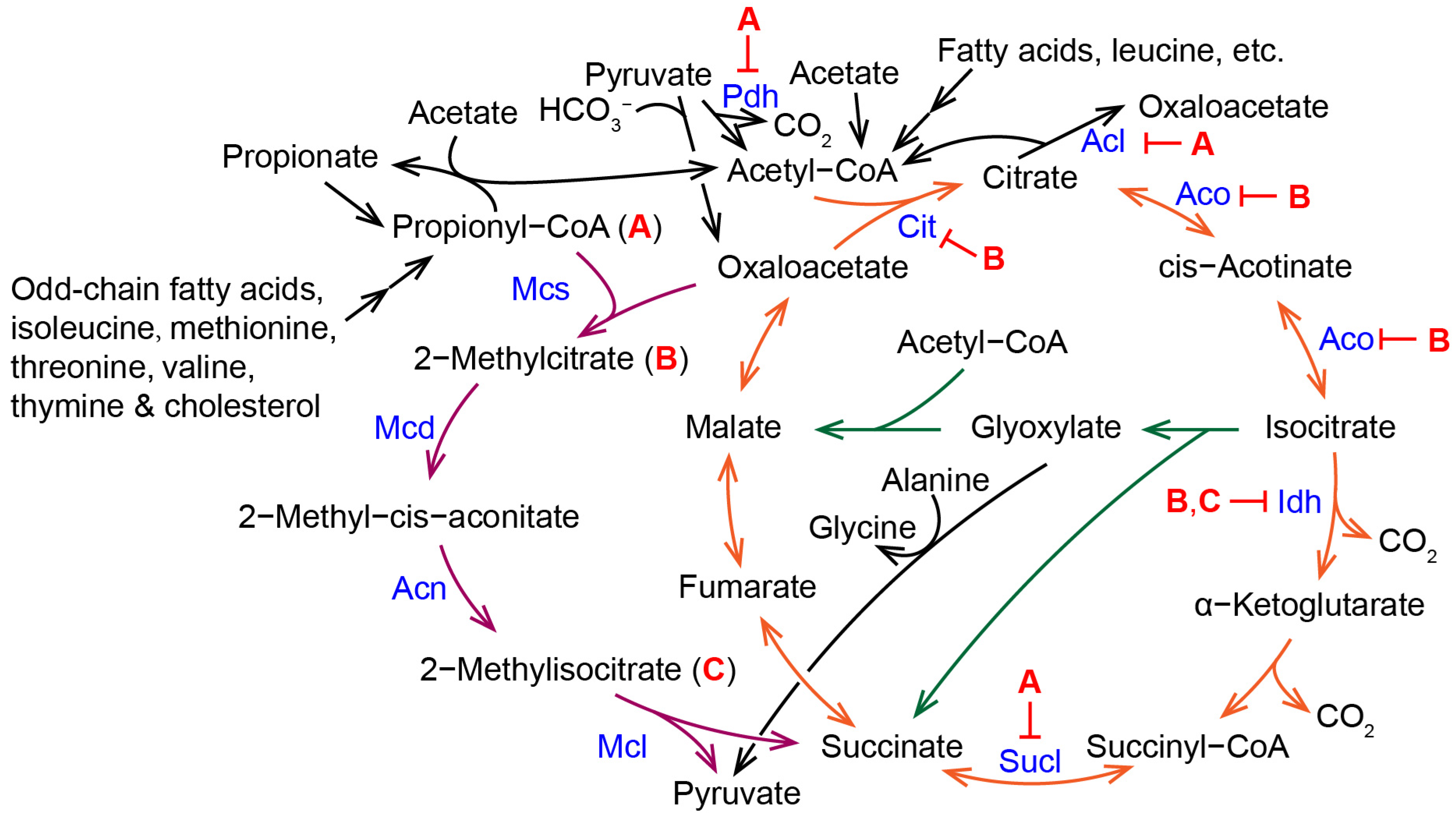 Molecules 28 06667 g005