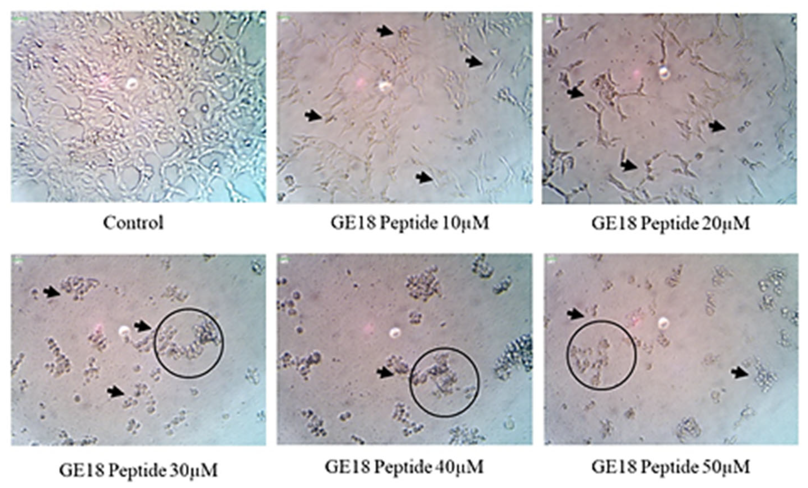 Molecules 28 06746 g003