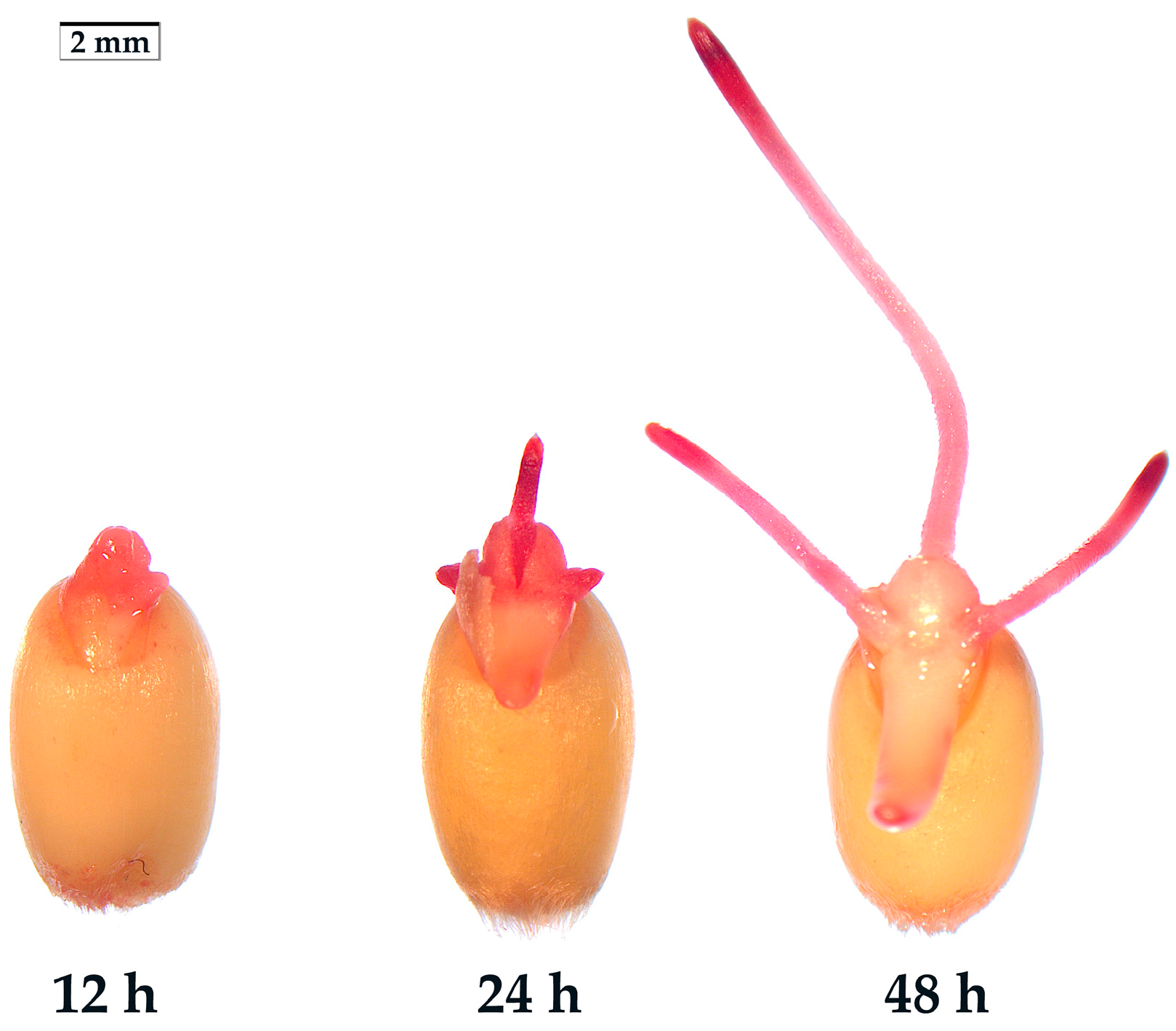 Molecules 28 06828 g001