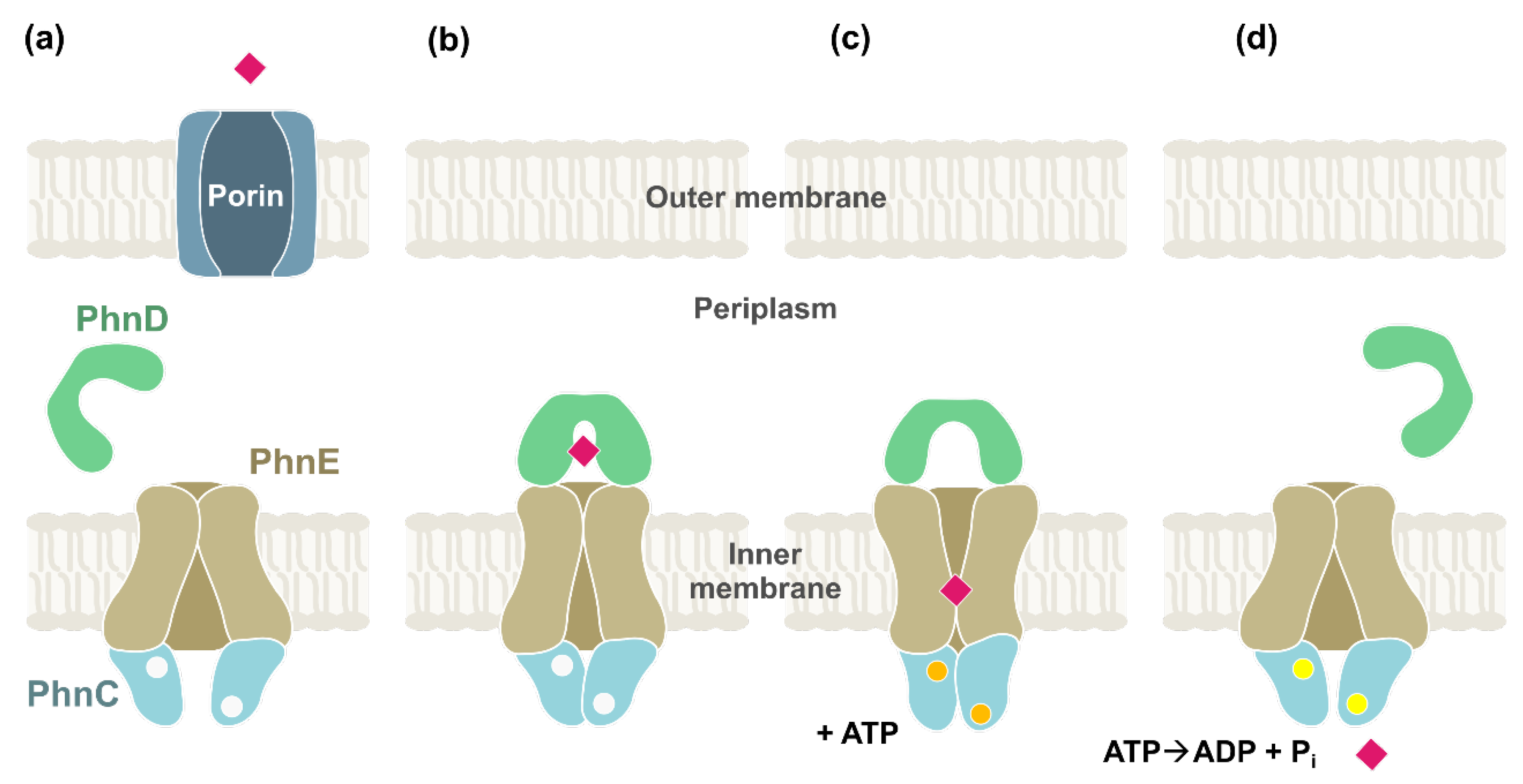 Molecules 28 06863 g003