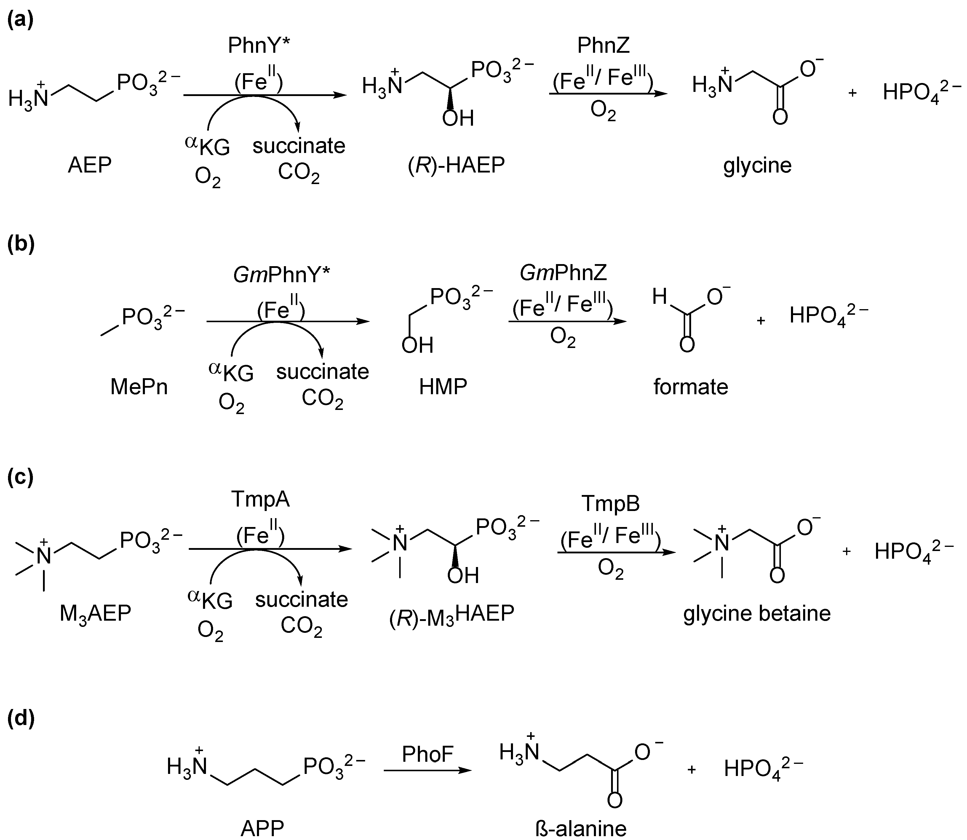 Molecules 28 06863 g005