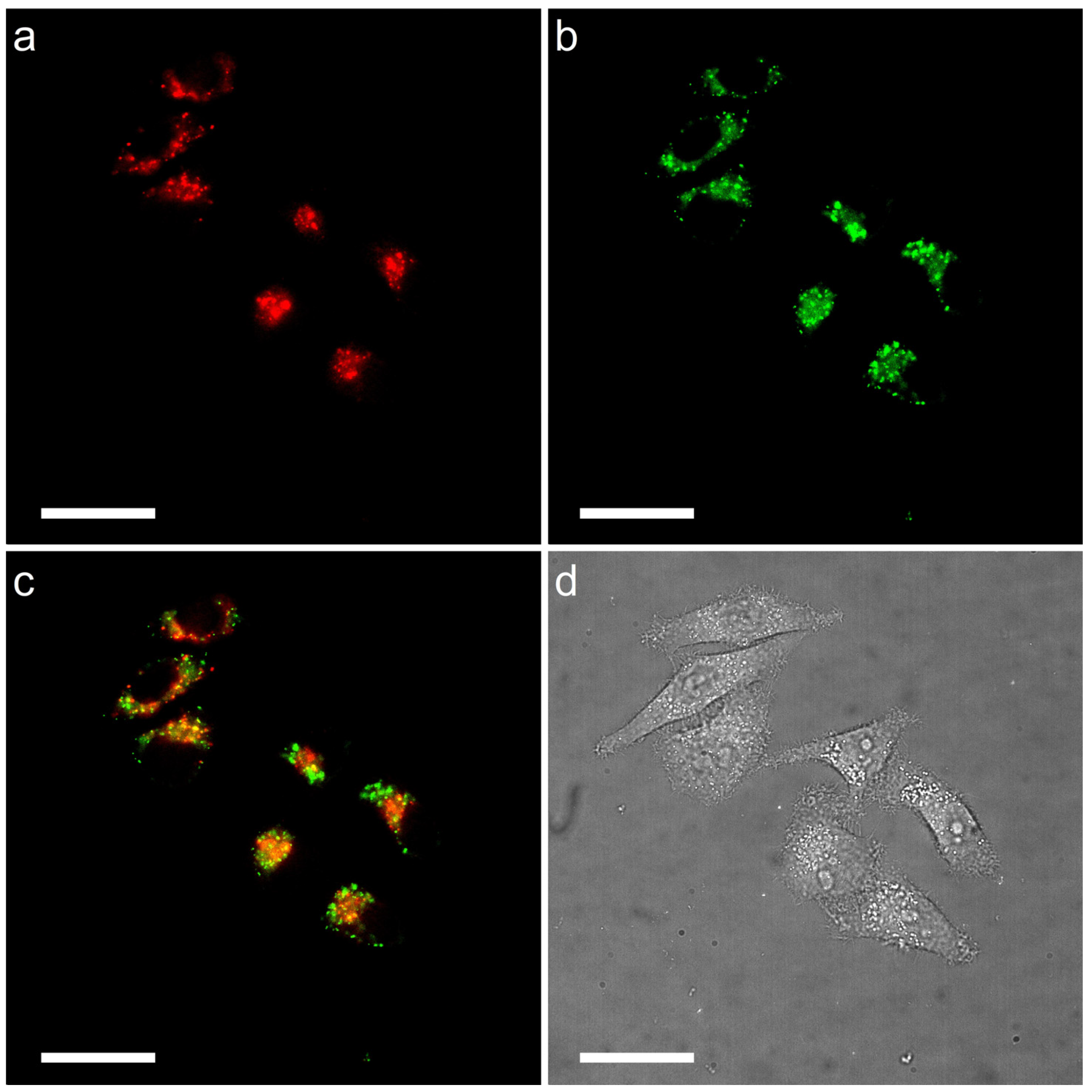 Molecules 28 07029 g005