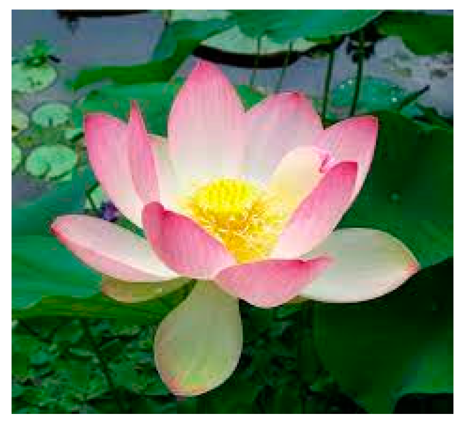 Molecules 28 07089 g020