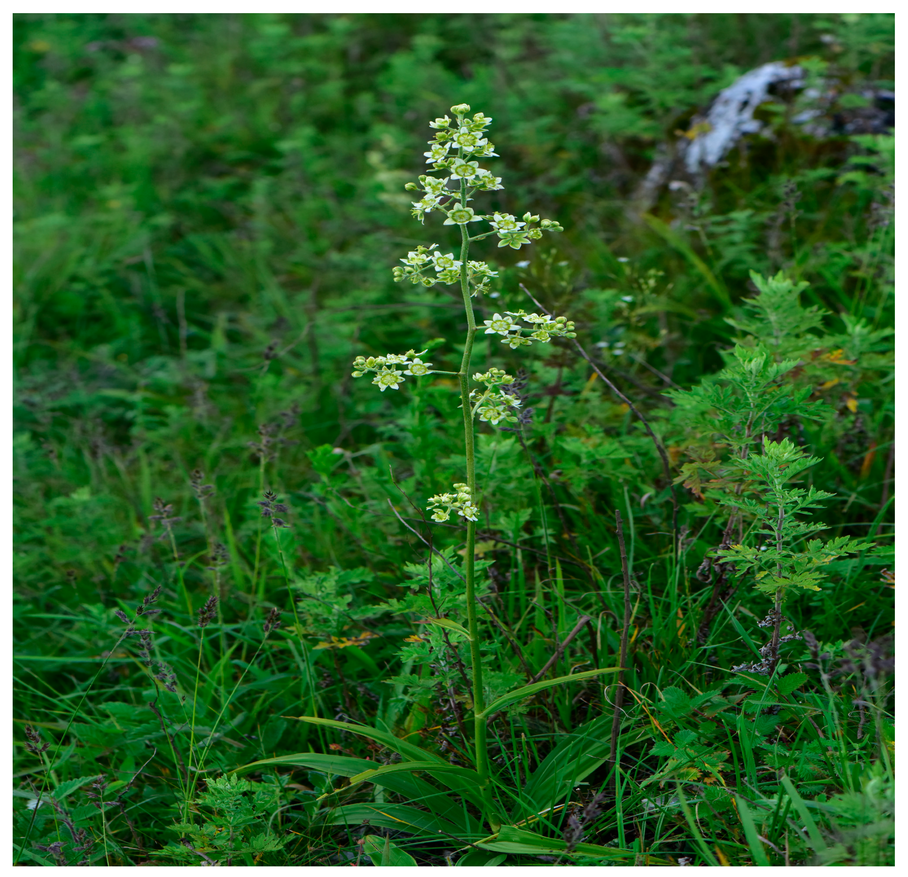 Molecules 28 07116 g001